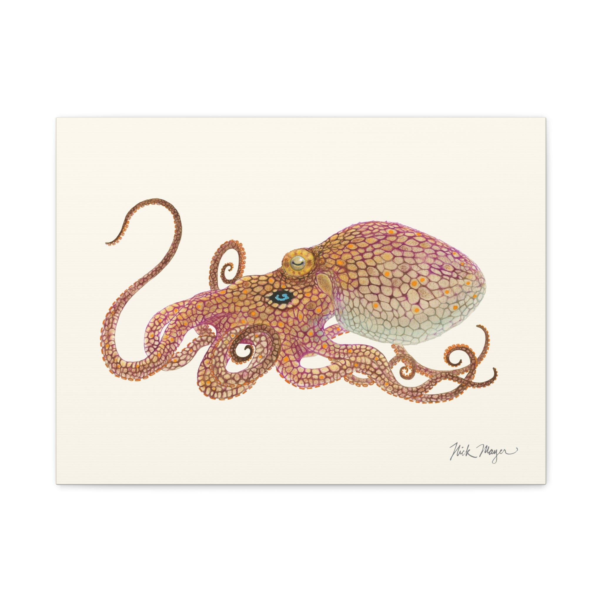 California Two Spot Octopus Canvas Print