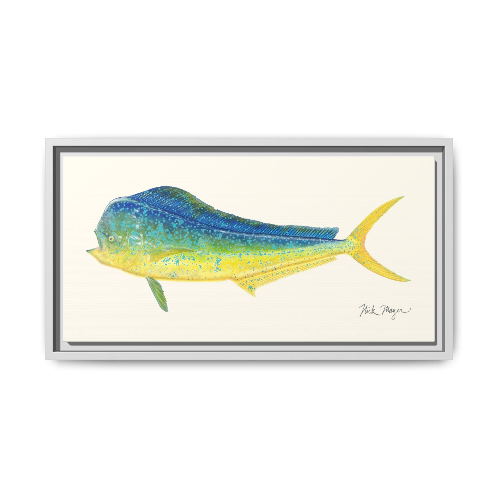 Bull Mahi Mahi Framed Canvas Print