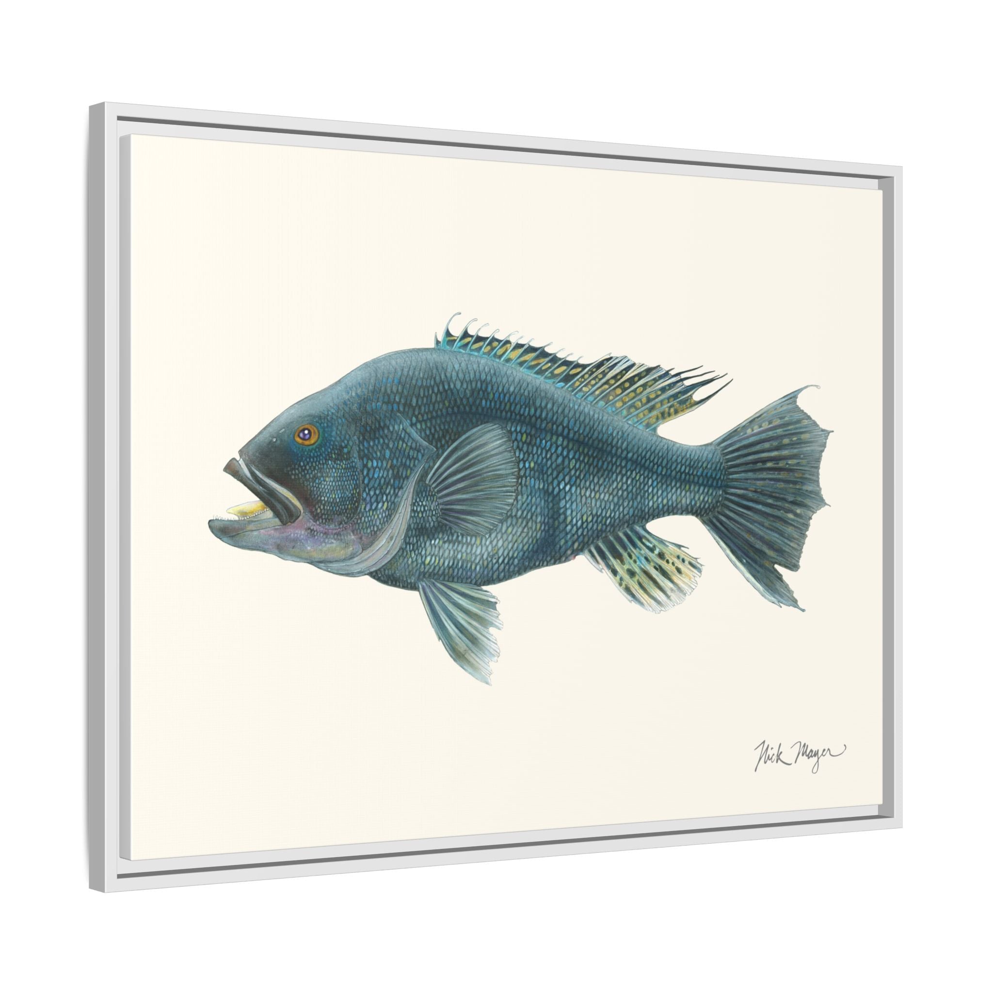 Black Sea Bass Framed Canvas Print Printify