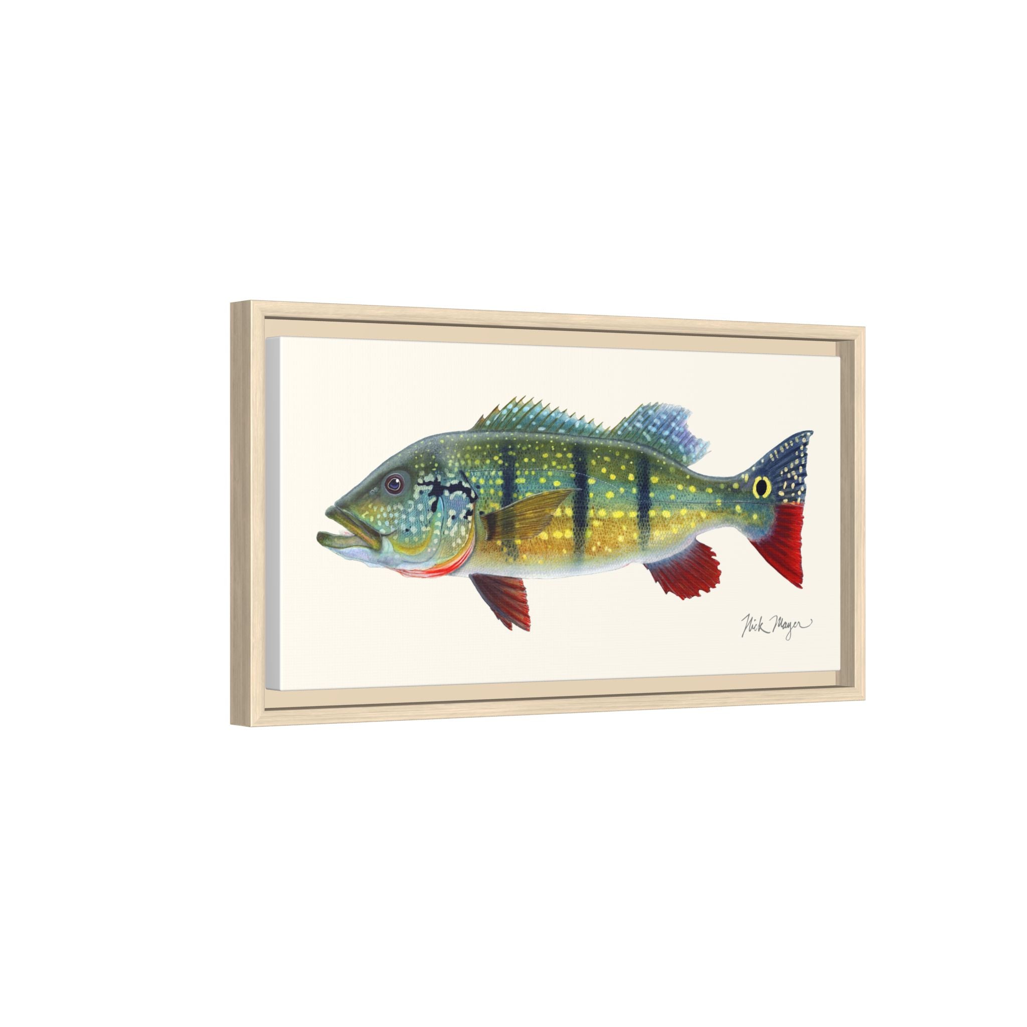 Peacock Bass Framed Canvas Print Printify