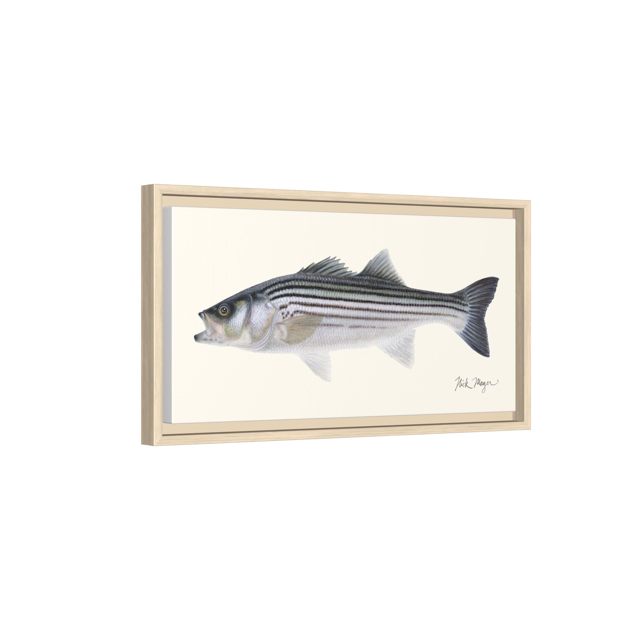 Schoolie Striped Bass Framed Canvas Print Printify