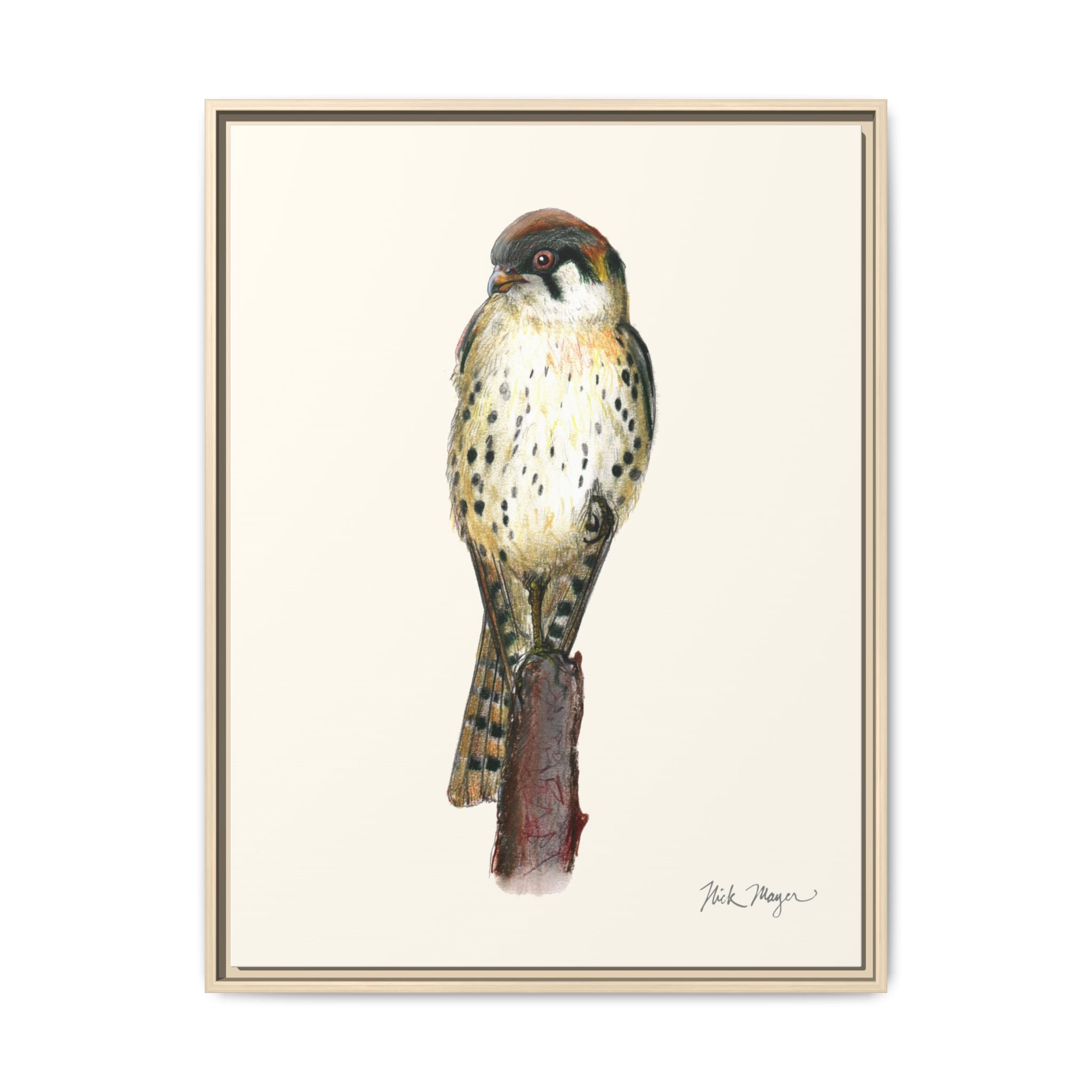 American Kestrel Framed Canvas Print Printify