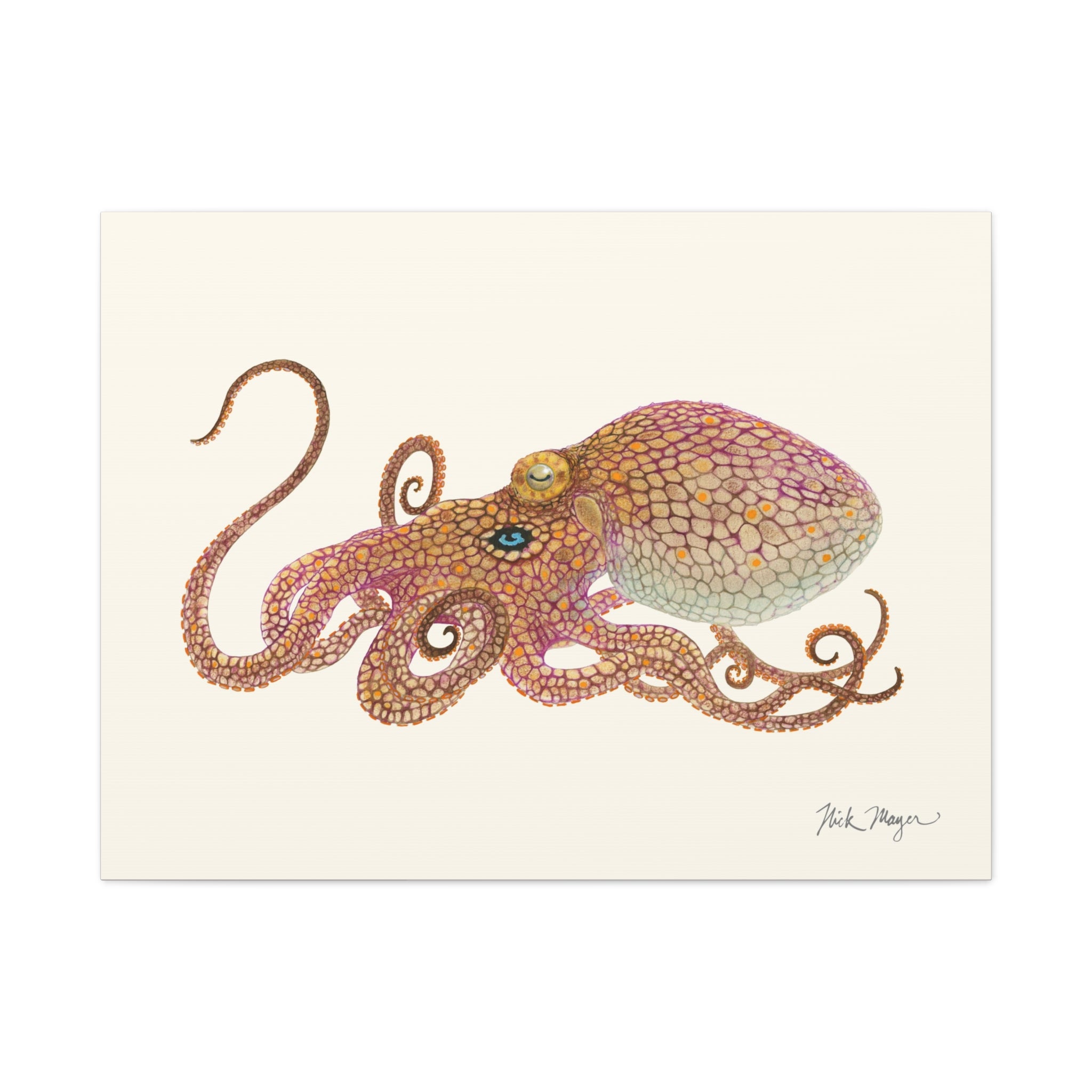California Two Spot Octopus Canvas Print