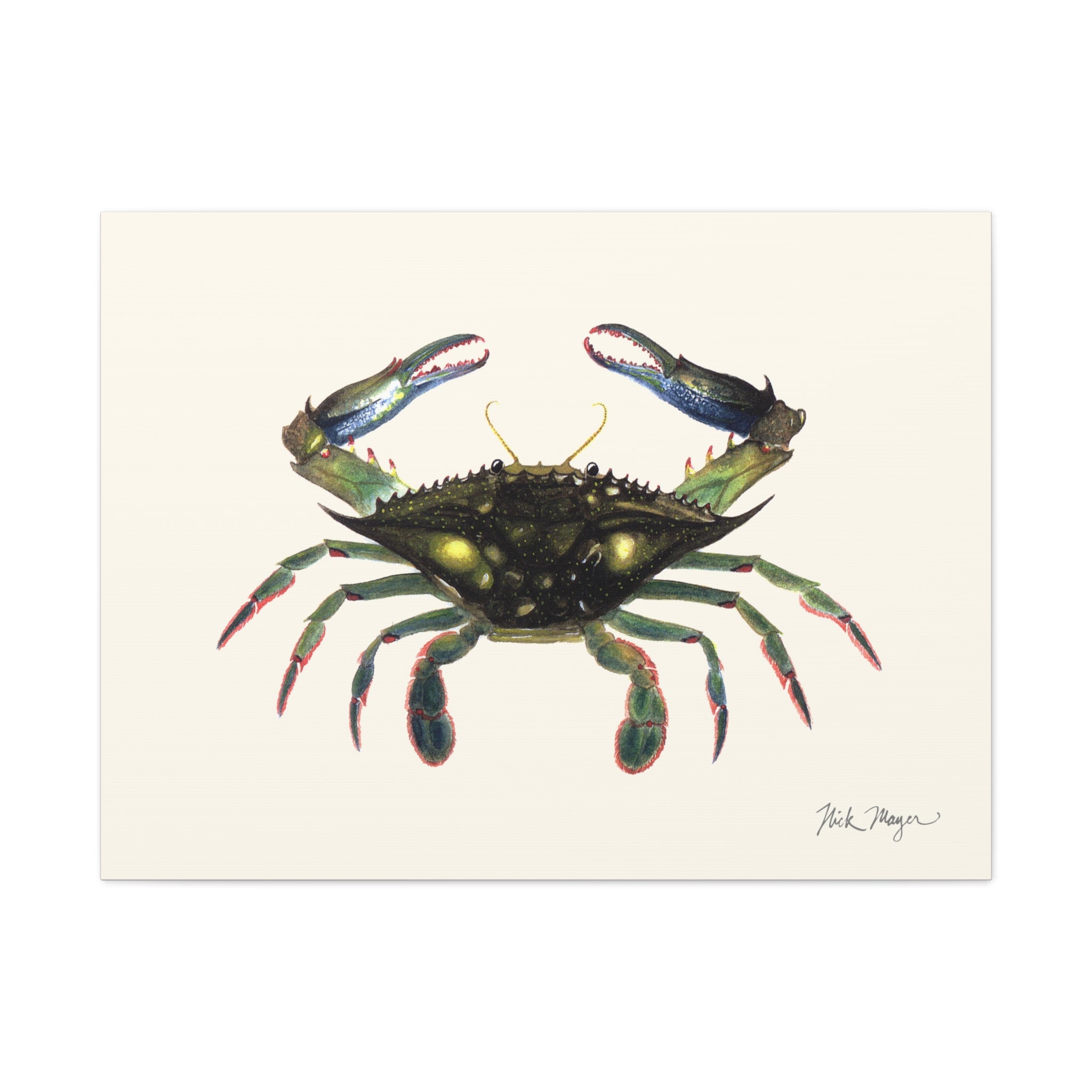 Blue Crab Claws In Canvas Print