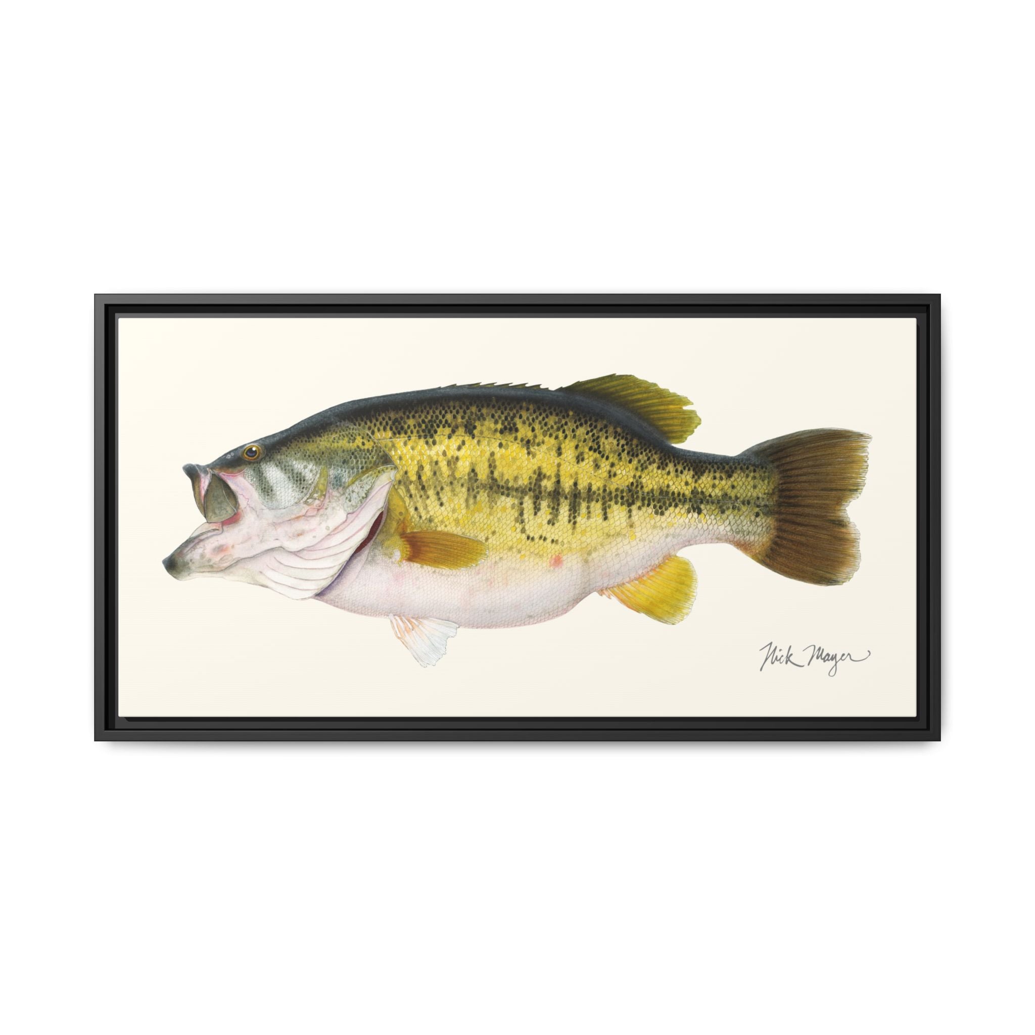 Largemouth Bass II Framed Canvas Print