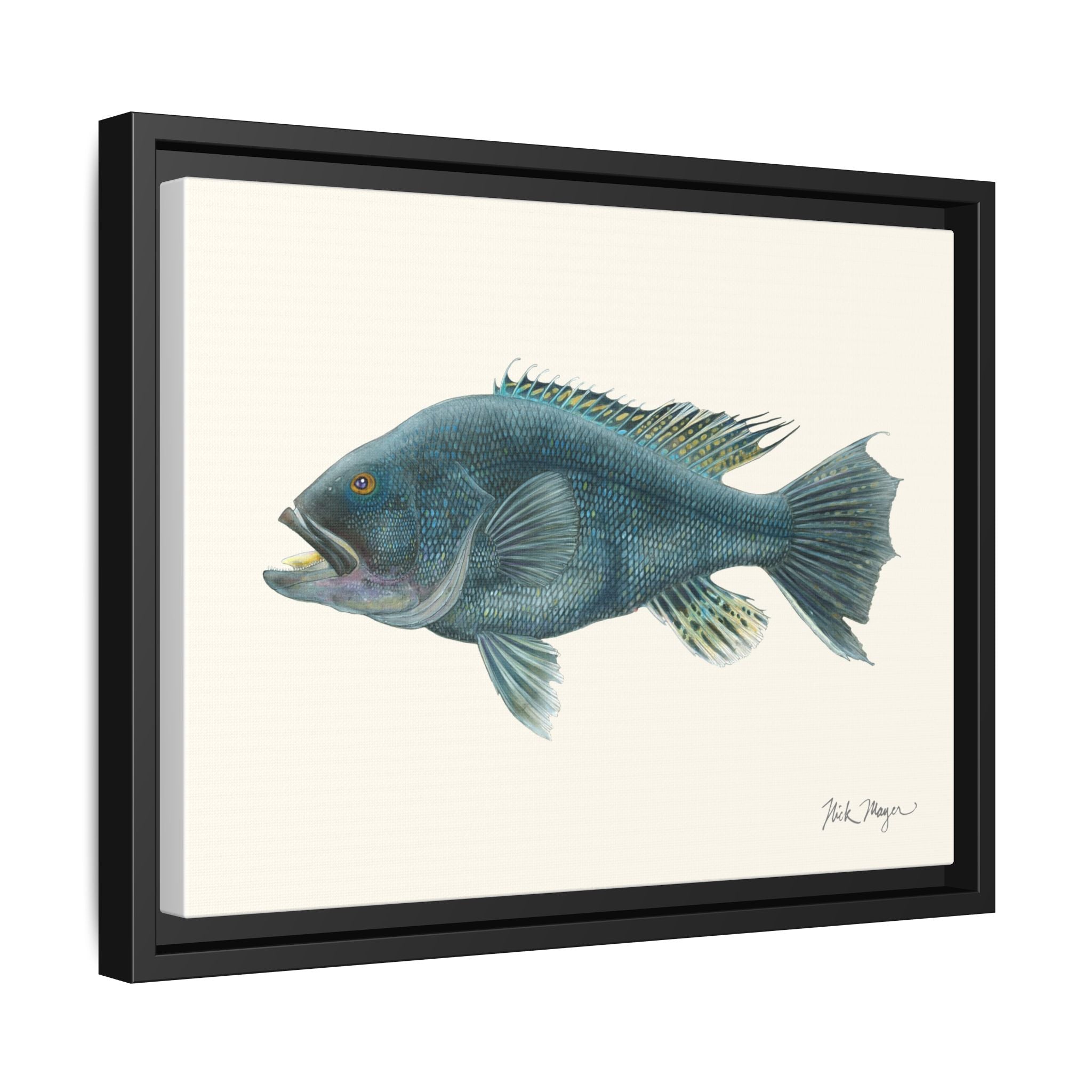 Black Sea Bass Framed Canvas Print Printify