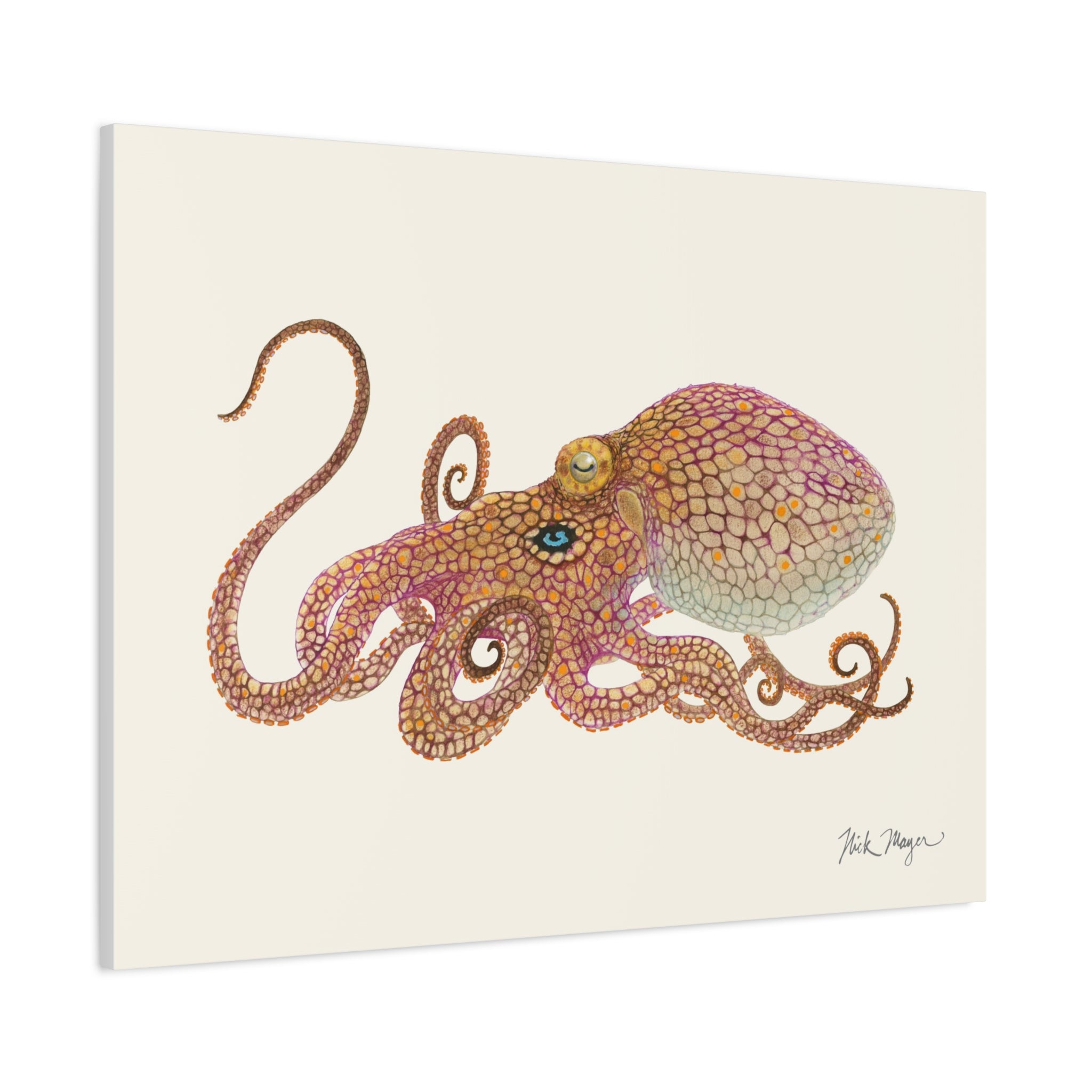 California Two Spot Octopus Canvas Print