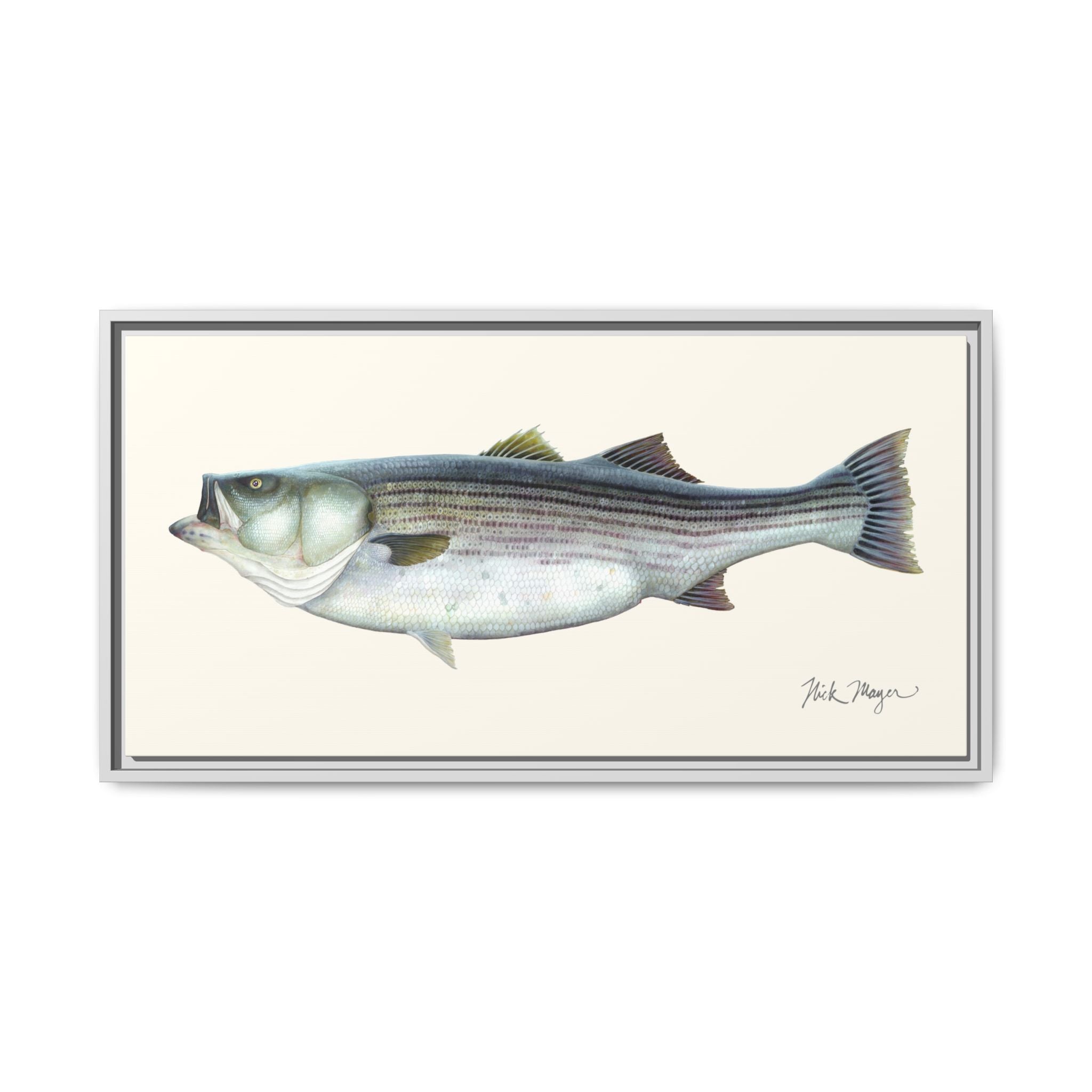 Striped Bass, 60 lbs Framed Canvas Print Printify