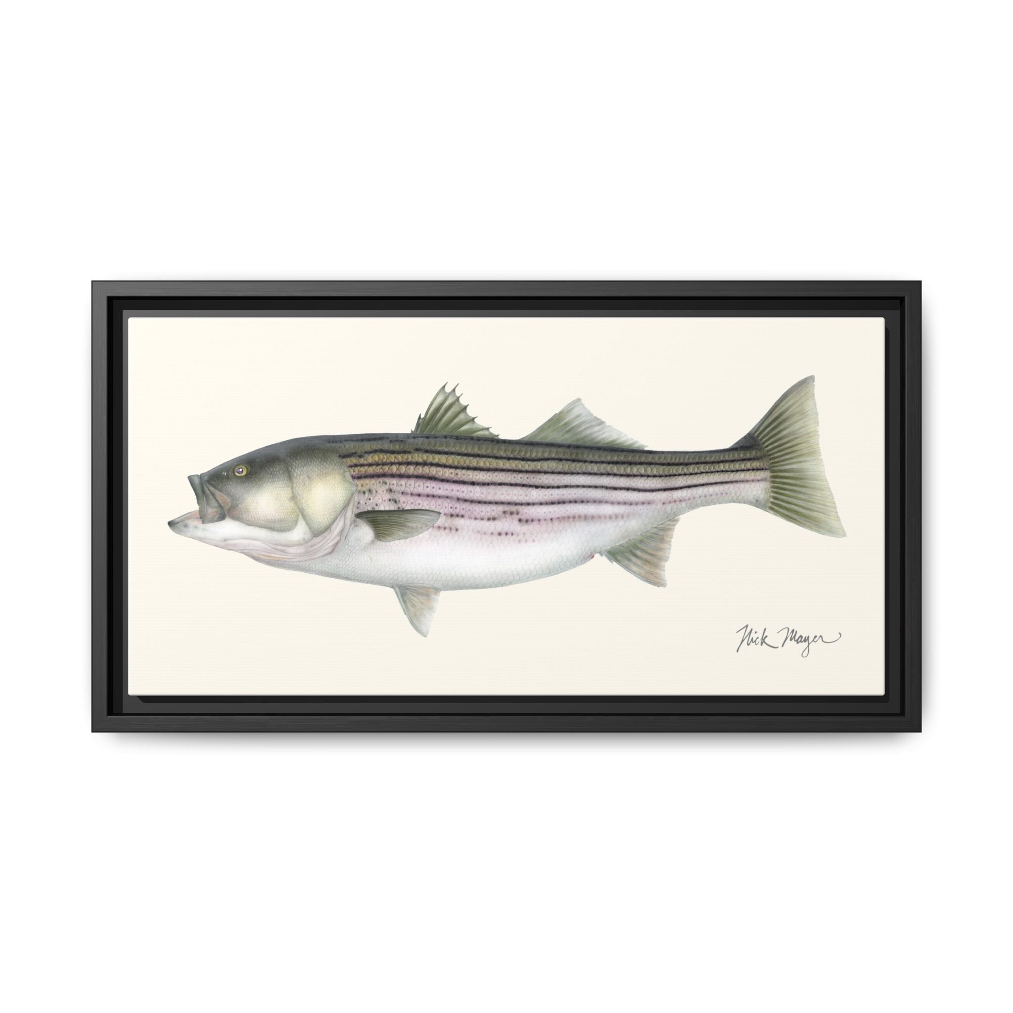 Striped Bass, 30 lbs Framed Canvas Print Printify