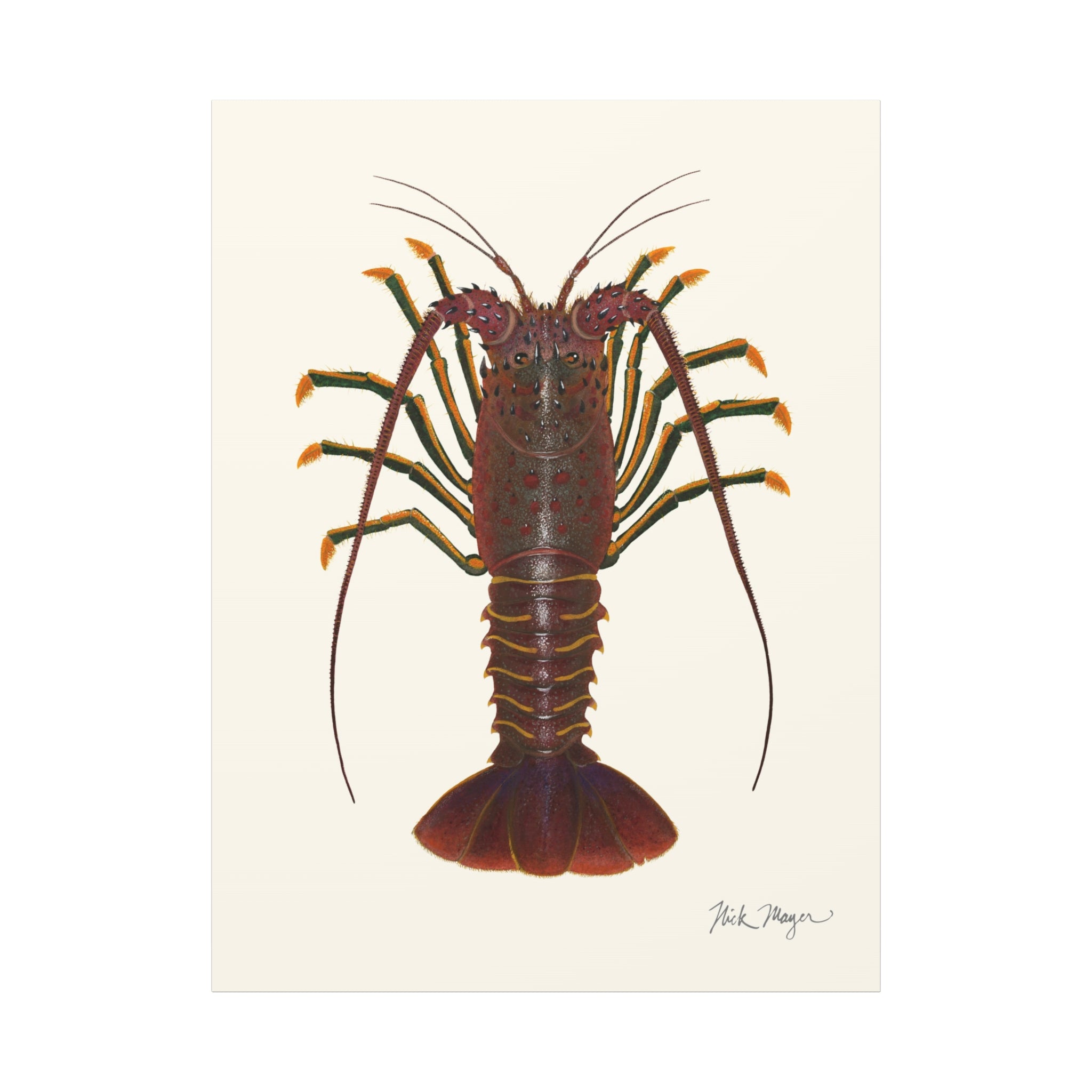 Spiny Lobster Canvas Print