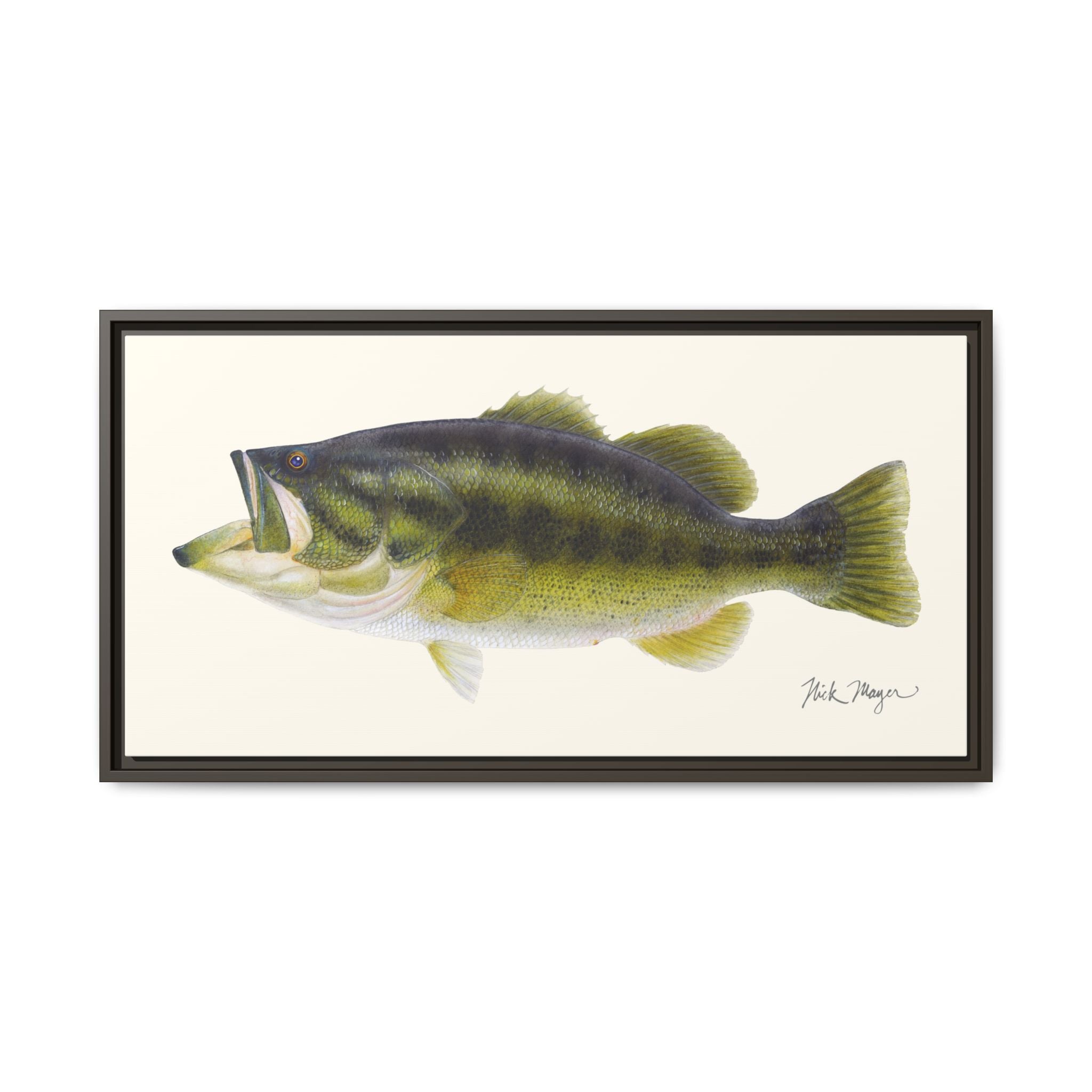 Largemouth Bass I Framed Canvas Print Printify
