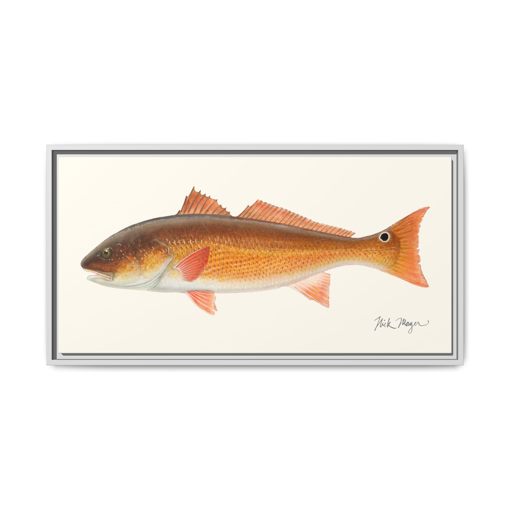Redfish, 15 lbs Framed Canvas Print Printify