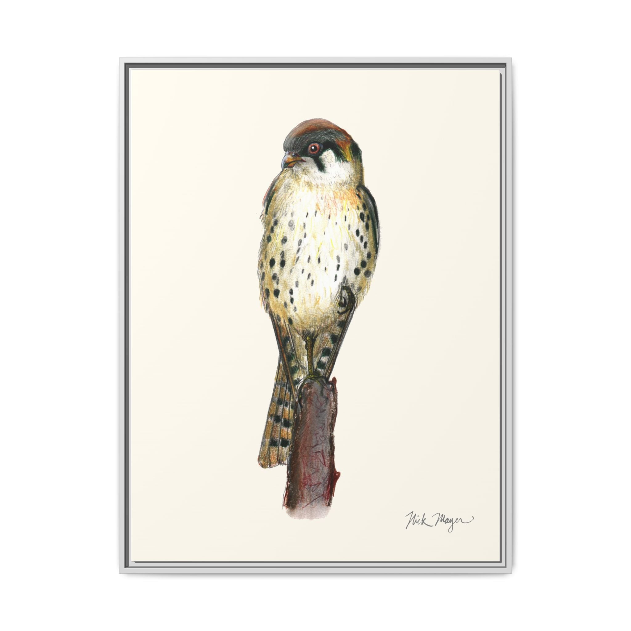 American Kestrel Framed Canvas Print Printify