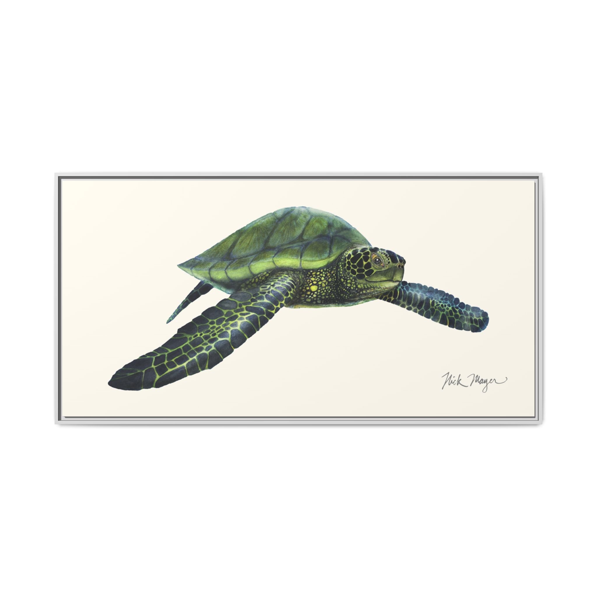 Green Sea Turtle I Framed Canvas Print Printify