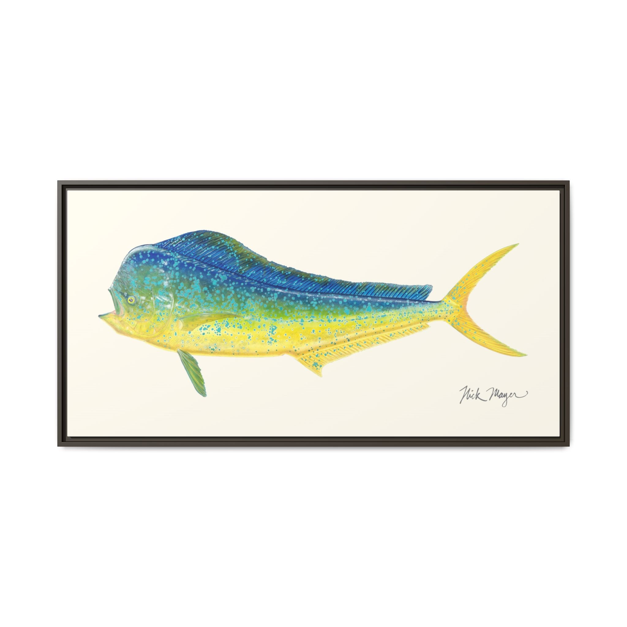 Bull Mahi Mahi Framed Canvas Print
