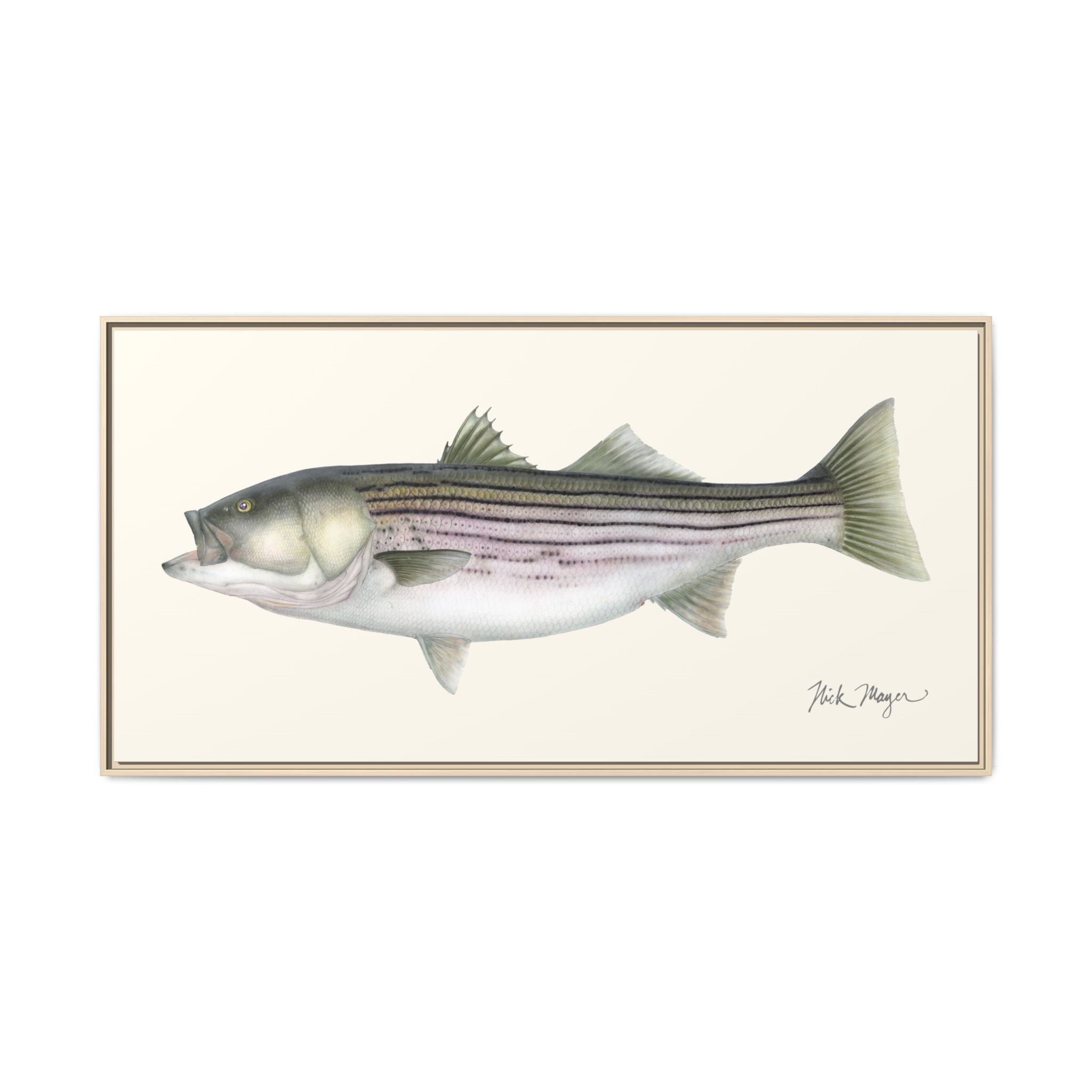 Striped Bass, 30 lbs Framed Canvas Print Printify