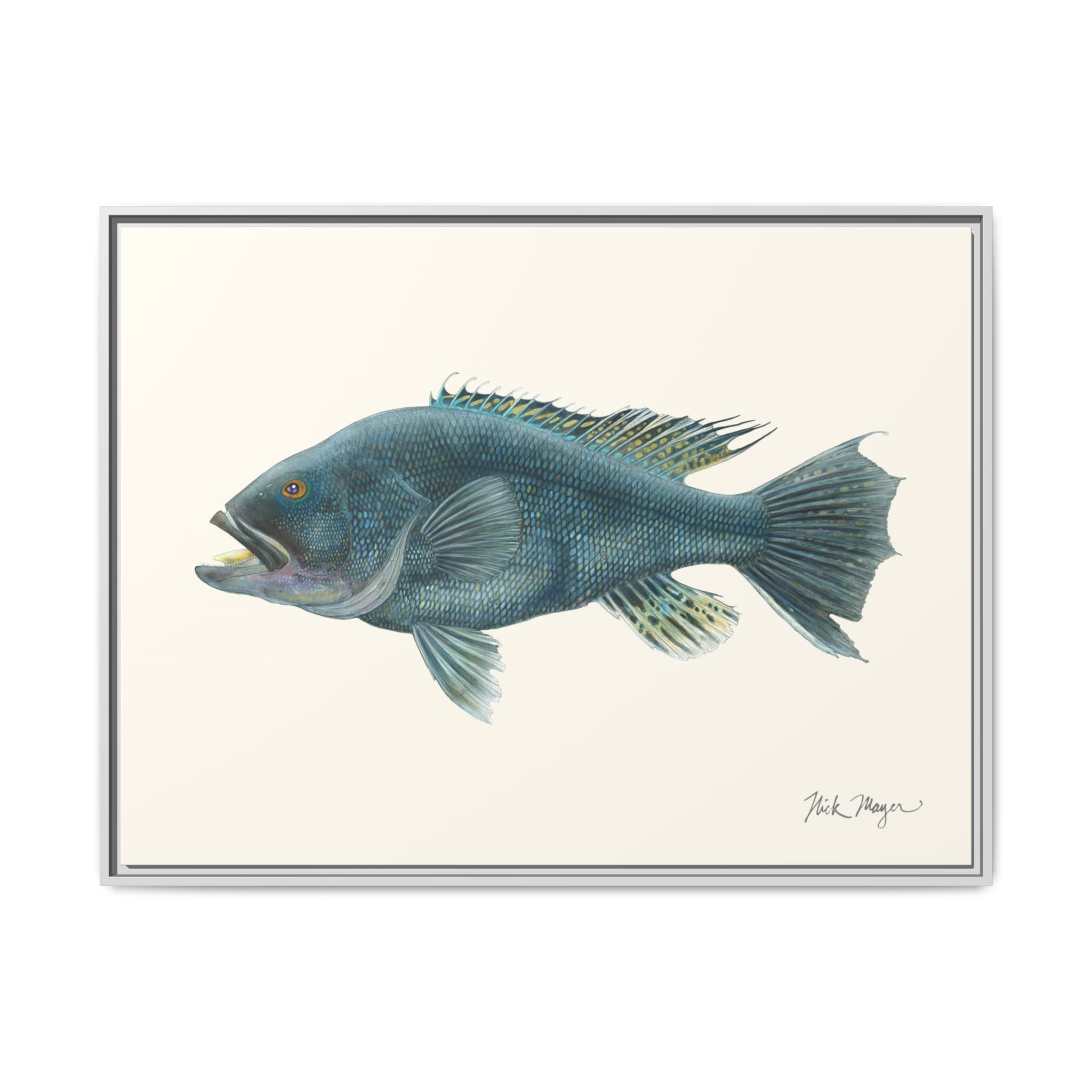 Black Sea Bass Framed Canvas Print Printify