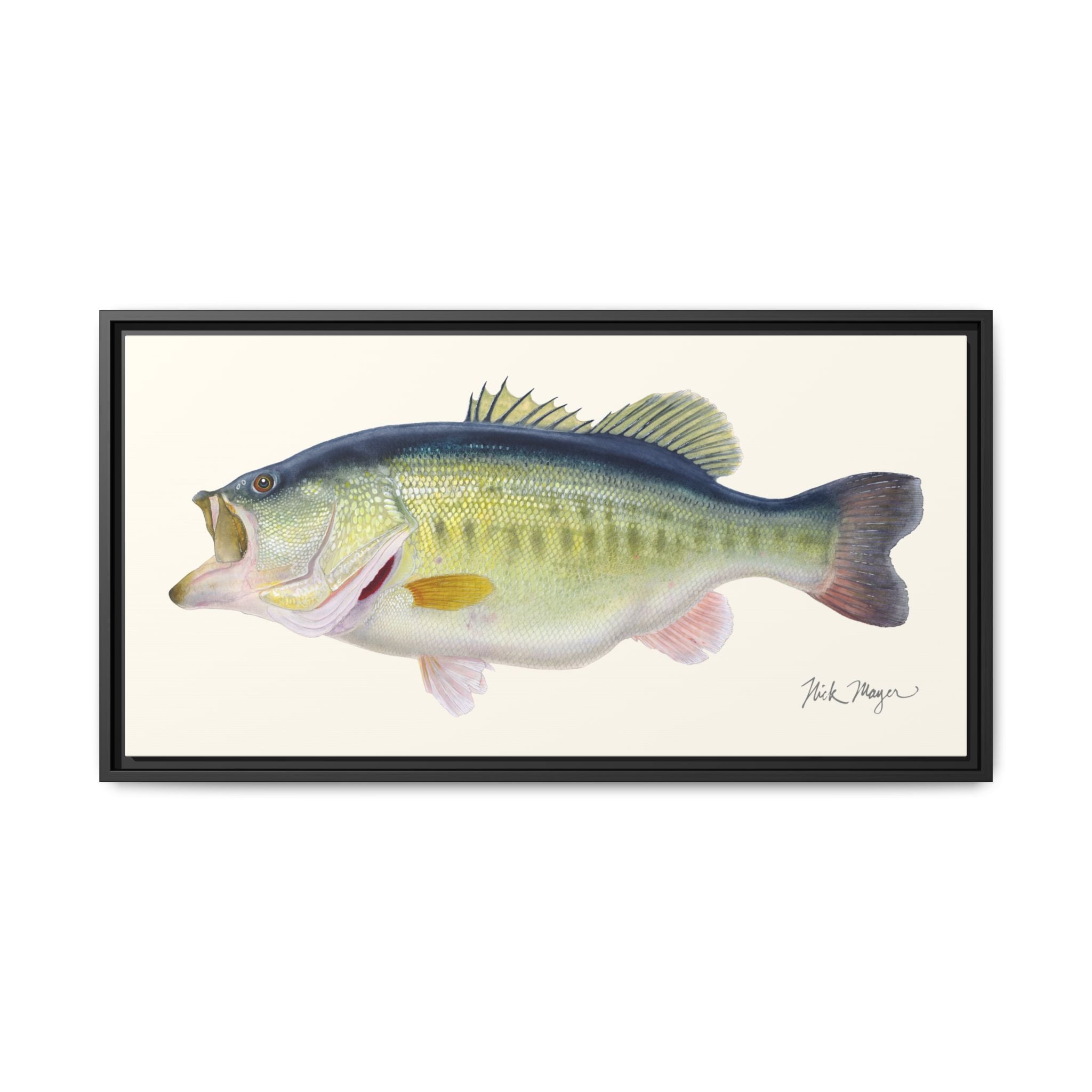 Largemouth Bass 3 Framed Canvas Print