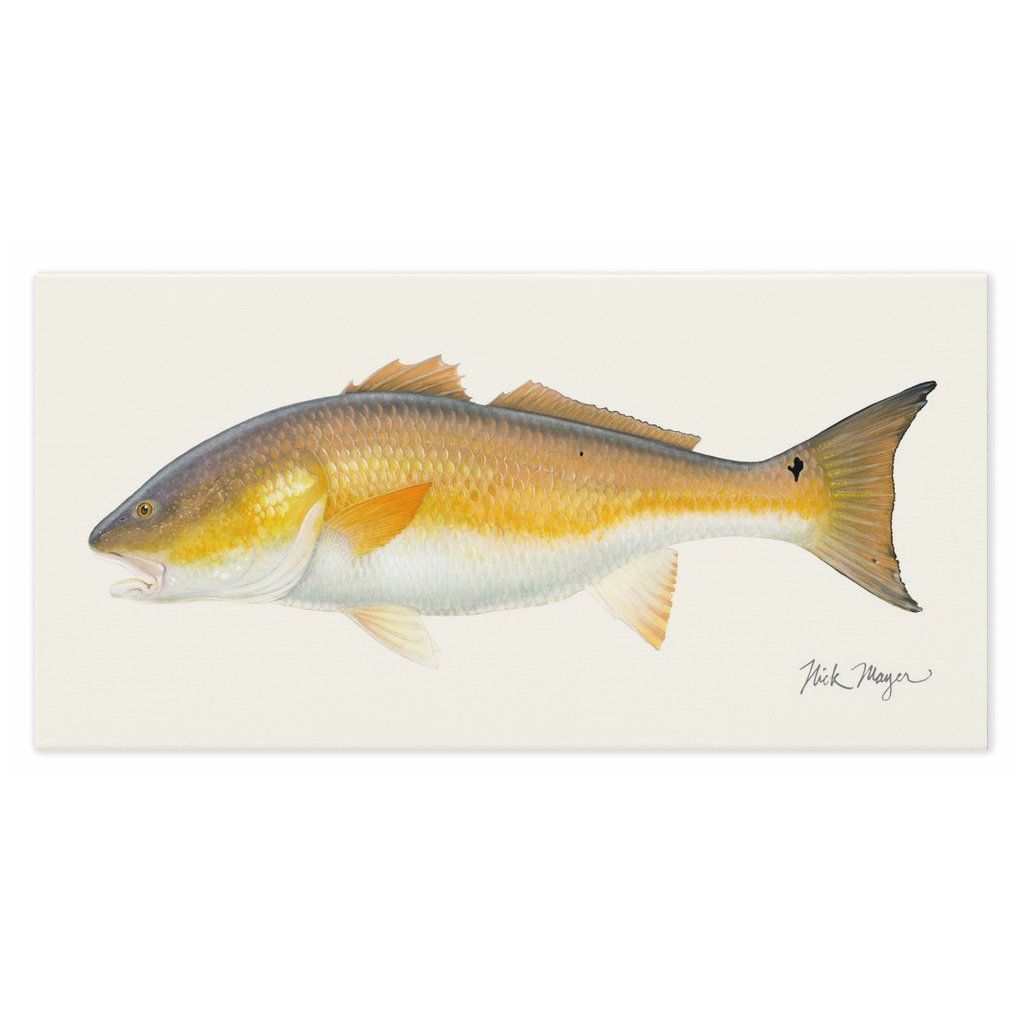 🎁 Bull Redfish Canvas Print, NEW! (100% off)