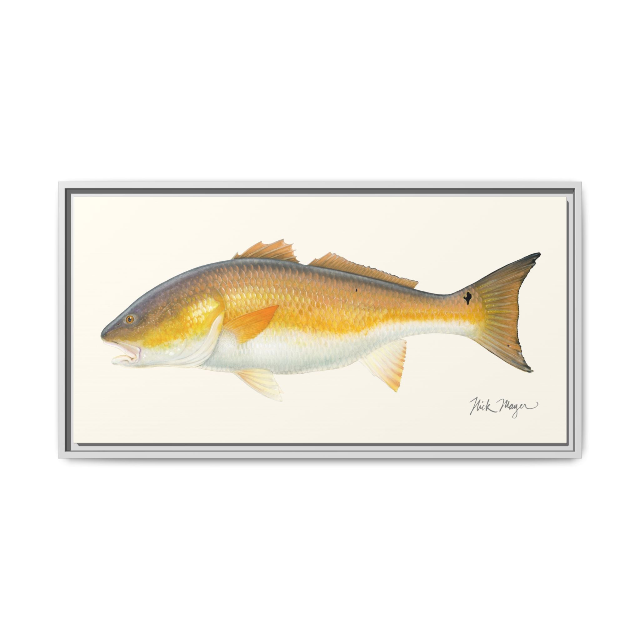 Bull Redfish Framed Canvas Print Printify