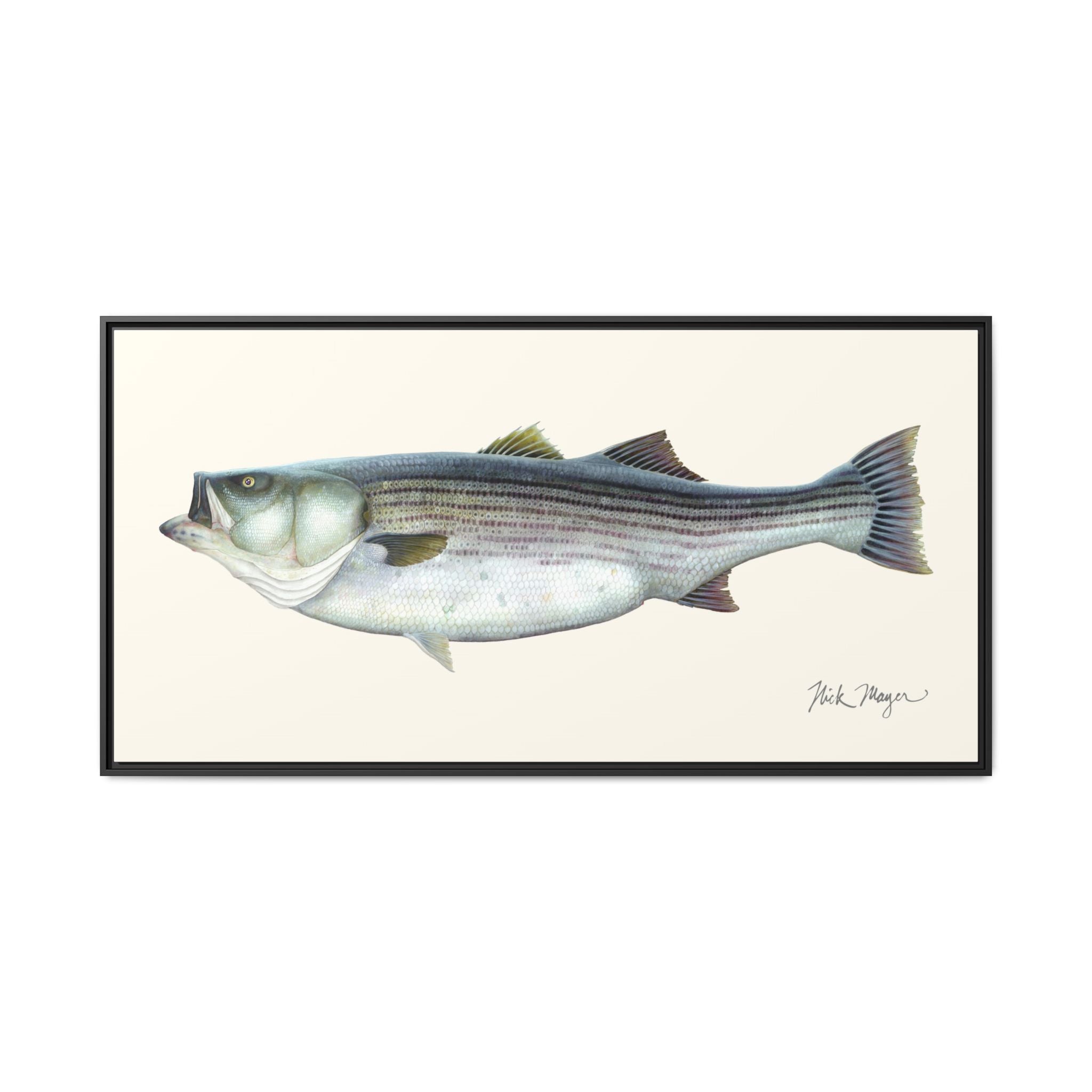 Striped Bass, 60 lbs Framed Canvas Print Printify