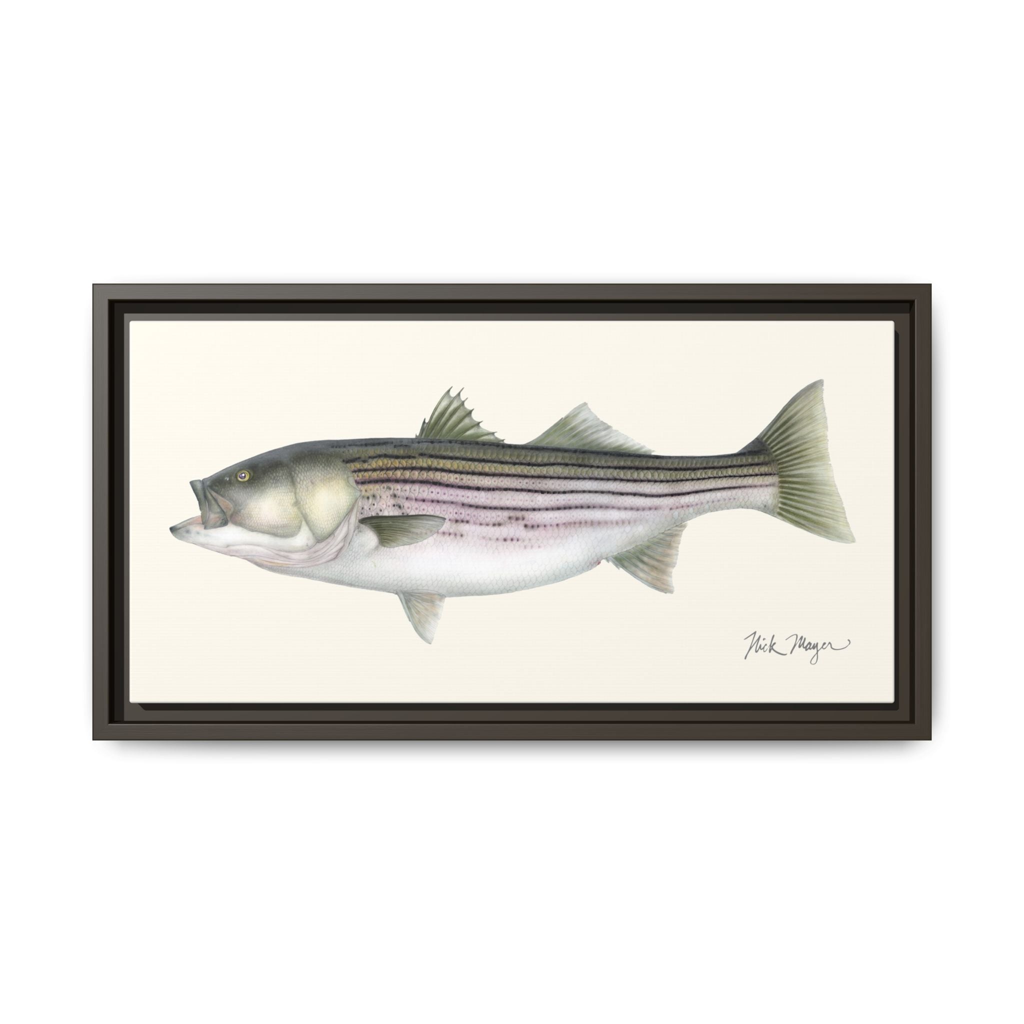 Striped Bass, 30 lbs Framed Canvas Print Printify