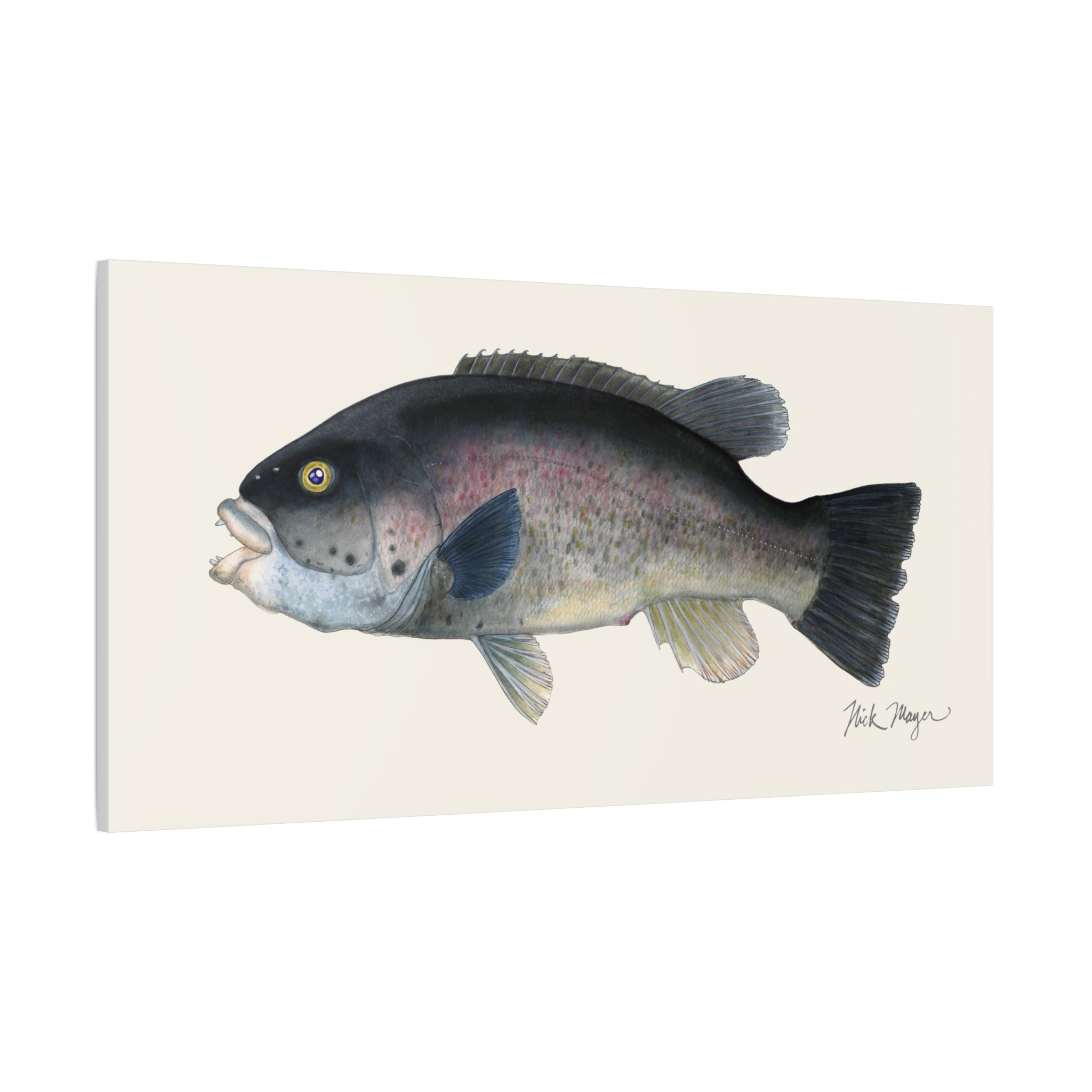 Tautog Canvas Print