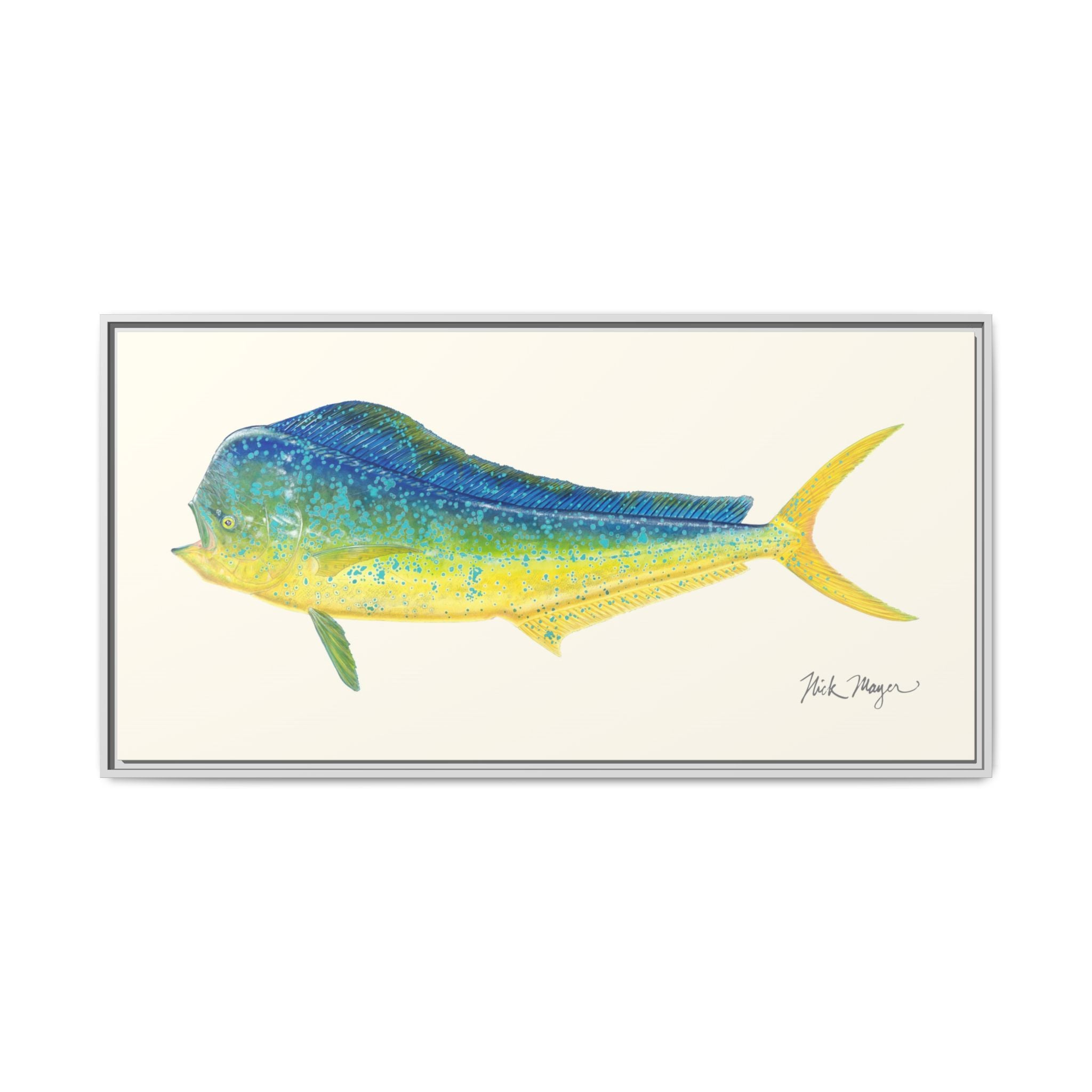 Bull Mahi Mahi Framed Canvas Print