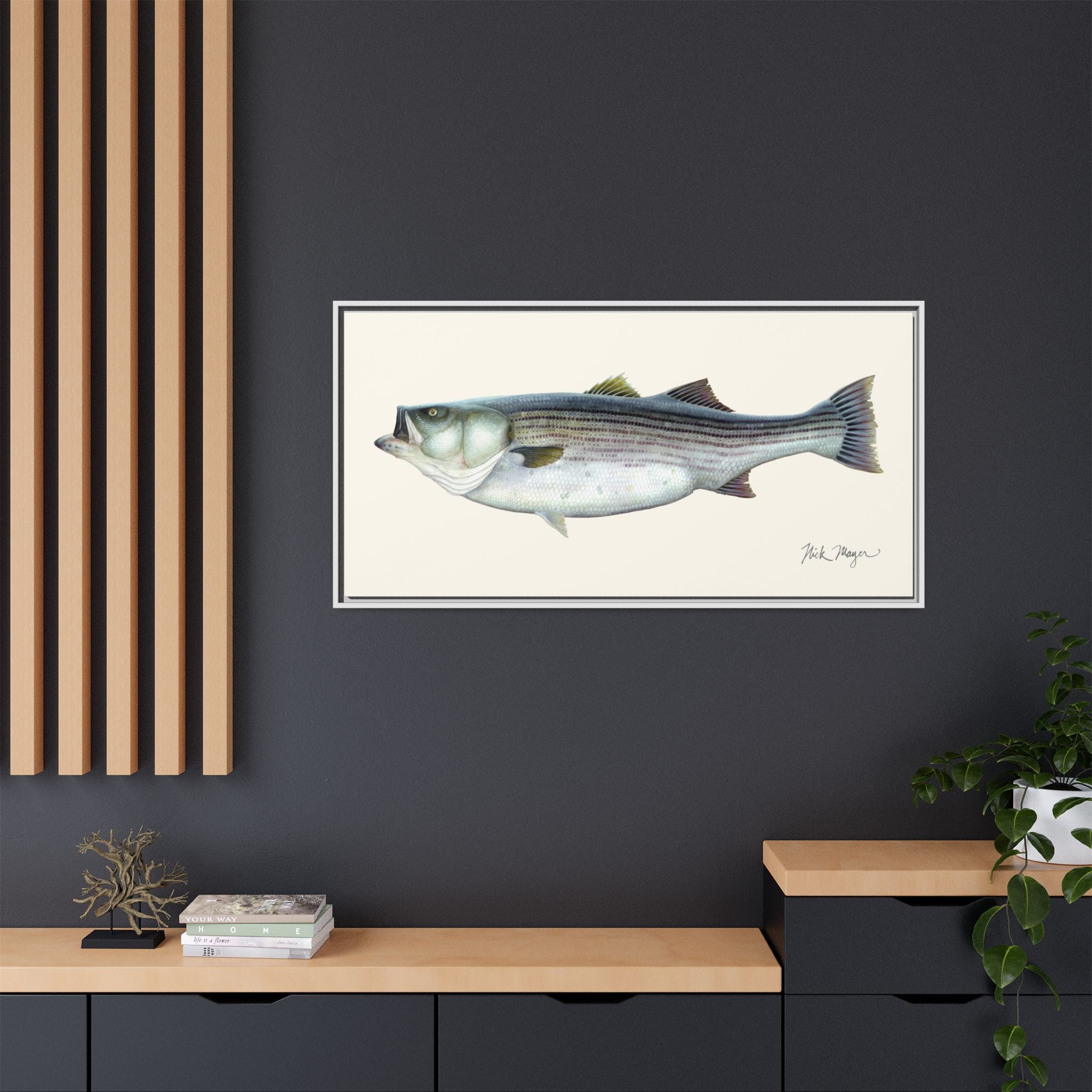 Striped Bass, 60 lbs Framed Canvas Print Printify