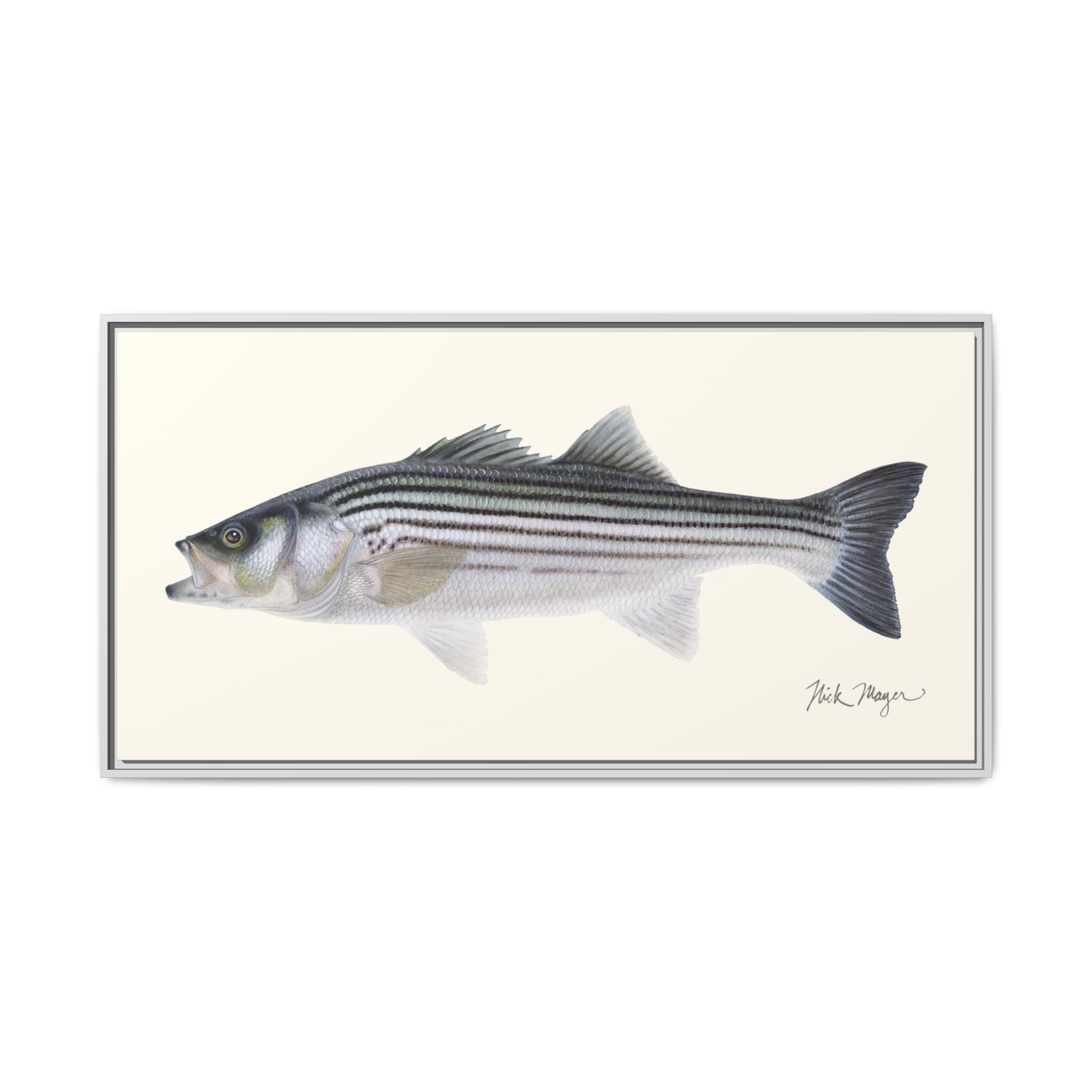 Schoolie Striped Bass Framed Canvas Print Printify