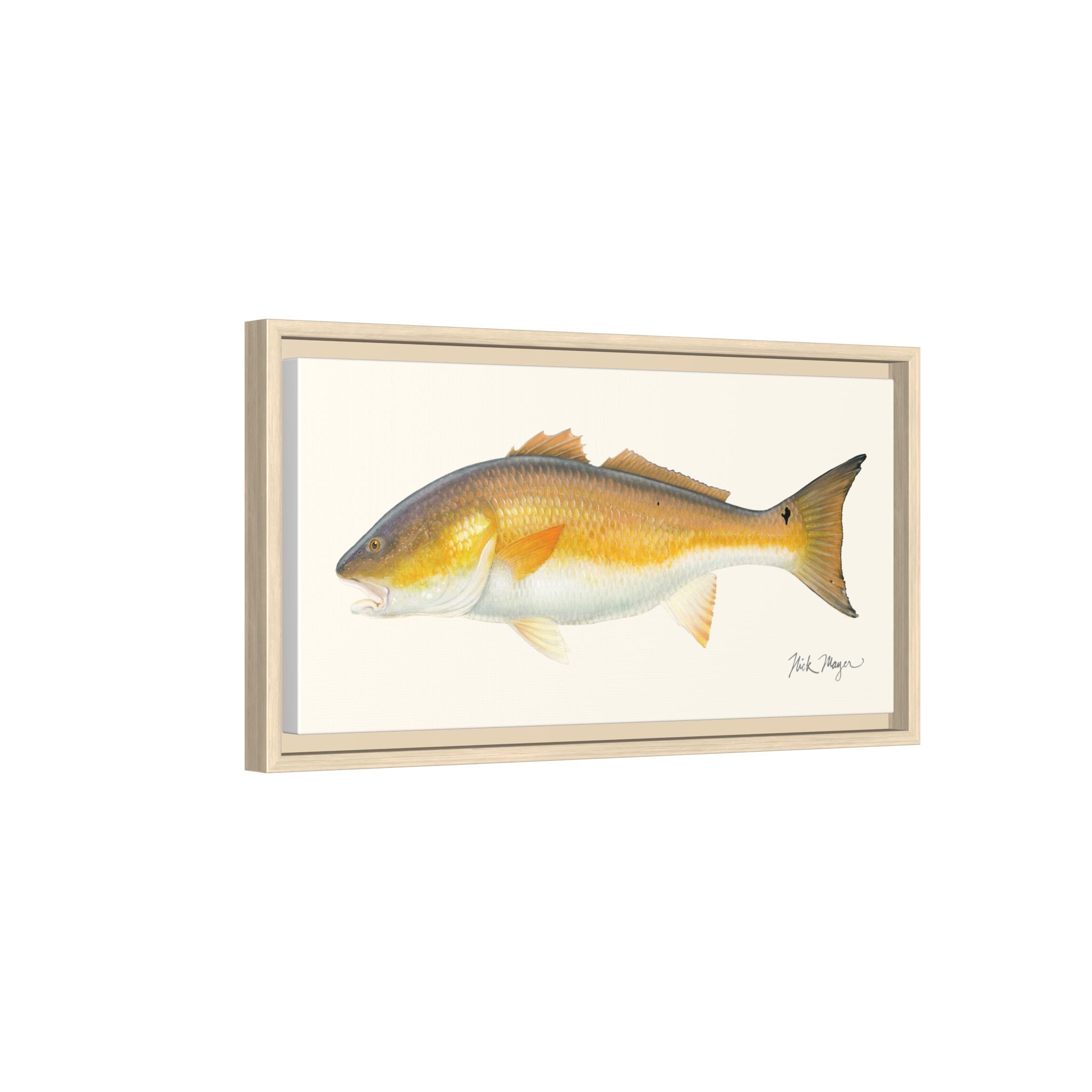 Bull Redfish Framed Canvas Print Printify
