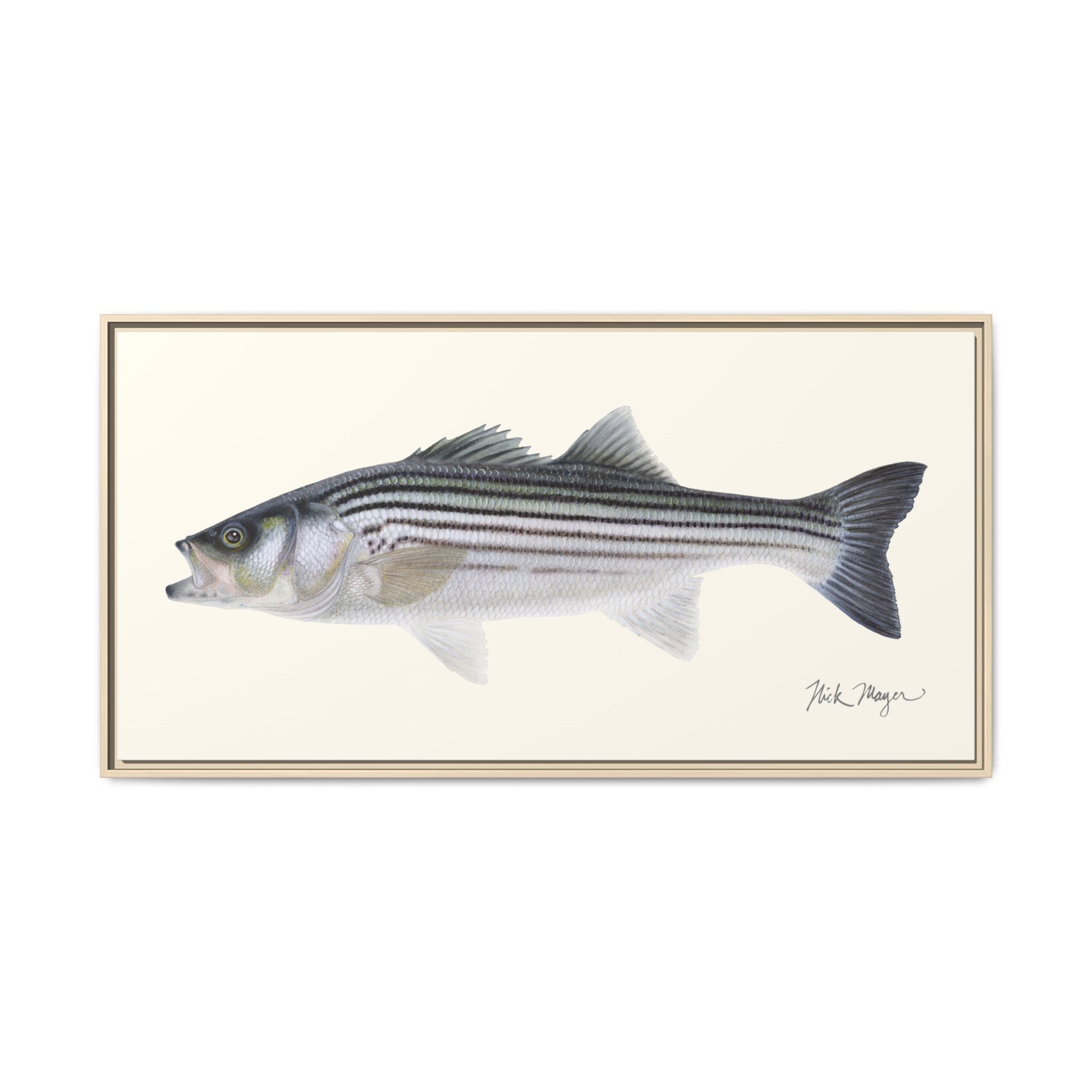 Schoolie Striped Bass Framed Canvas Print Printify