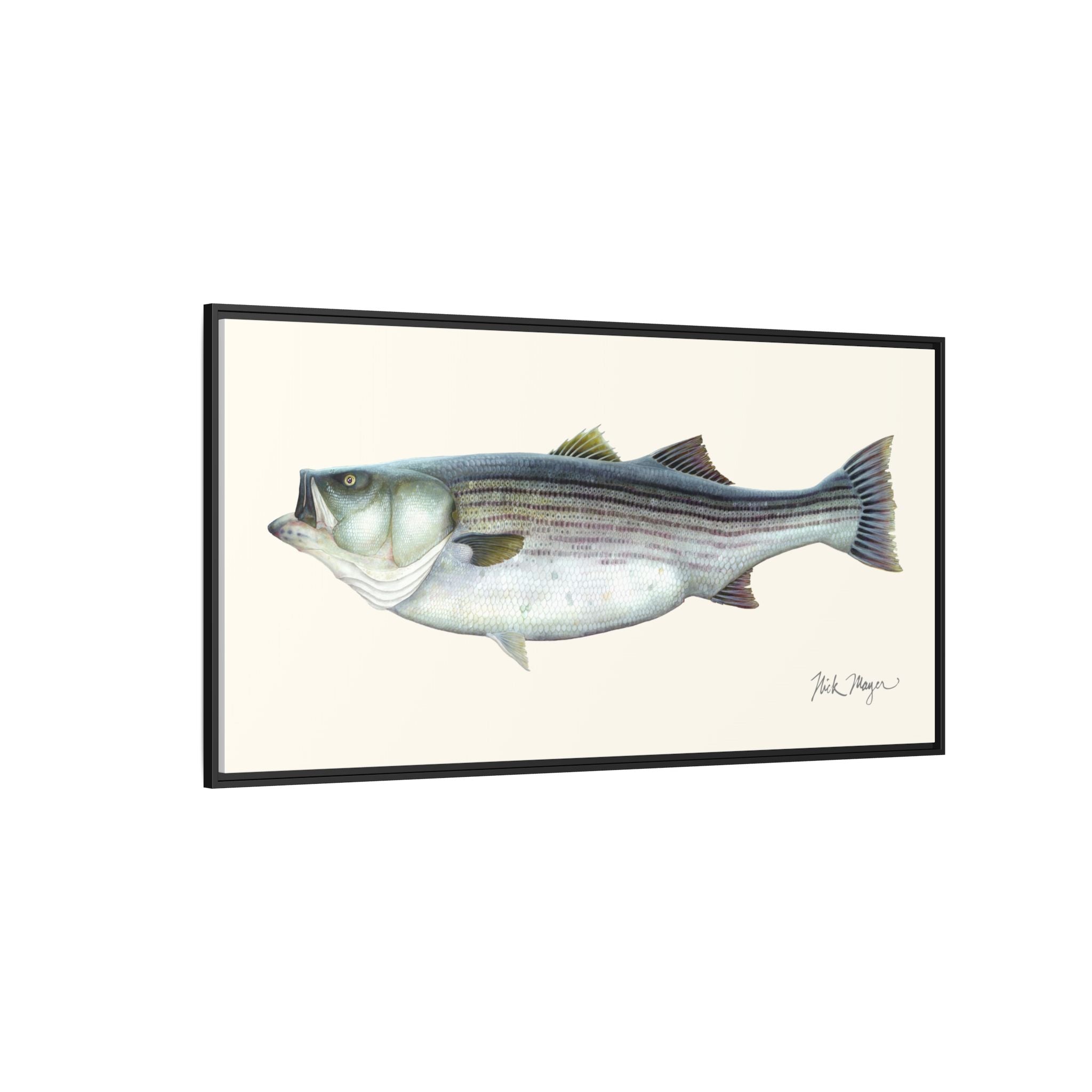 Striped Bass, 60 lbs Framed Canvas Print Printify