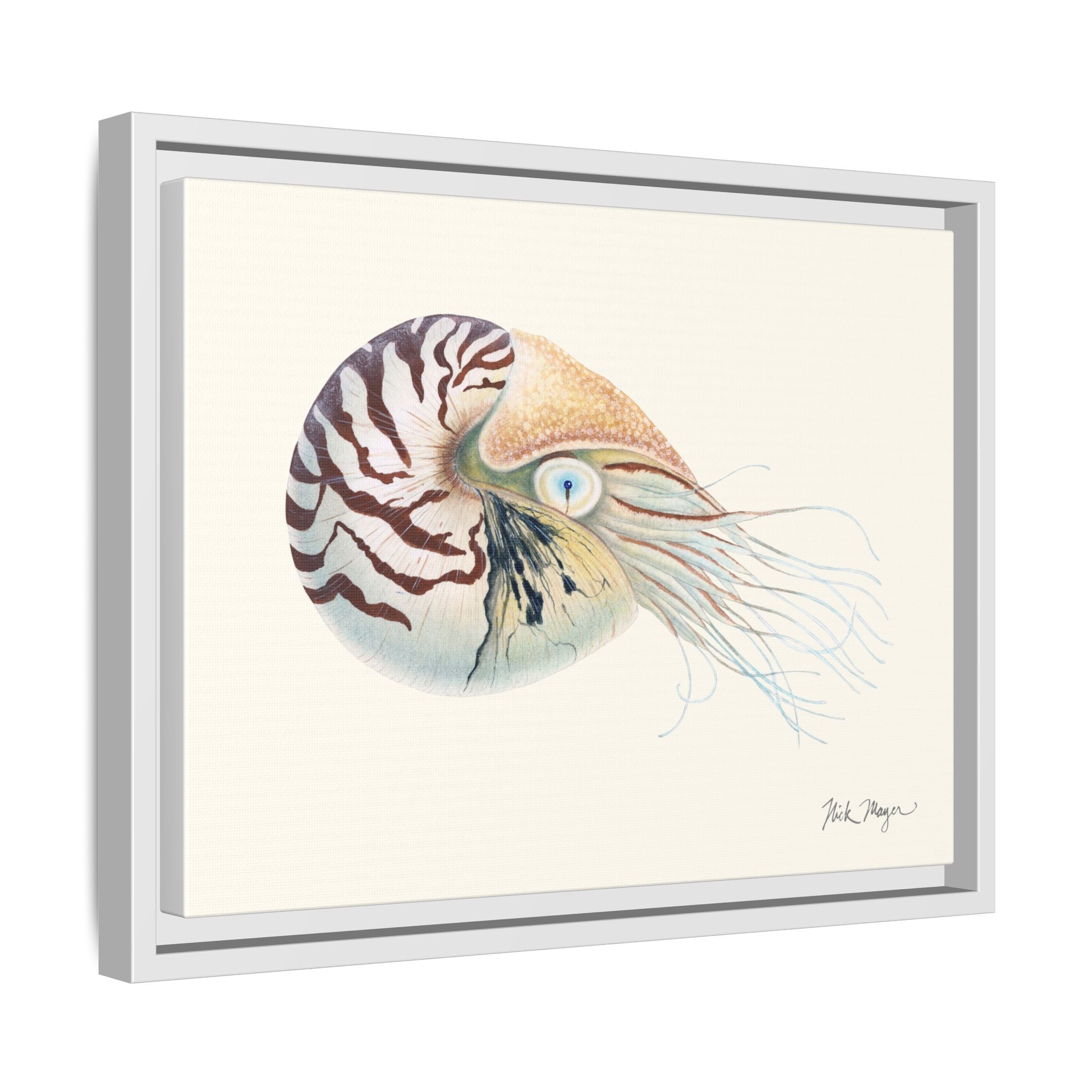 Chambered Nautilus Framed Canvas Print Printify