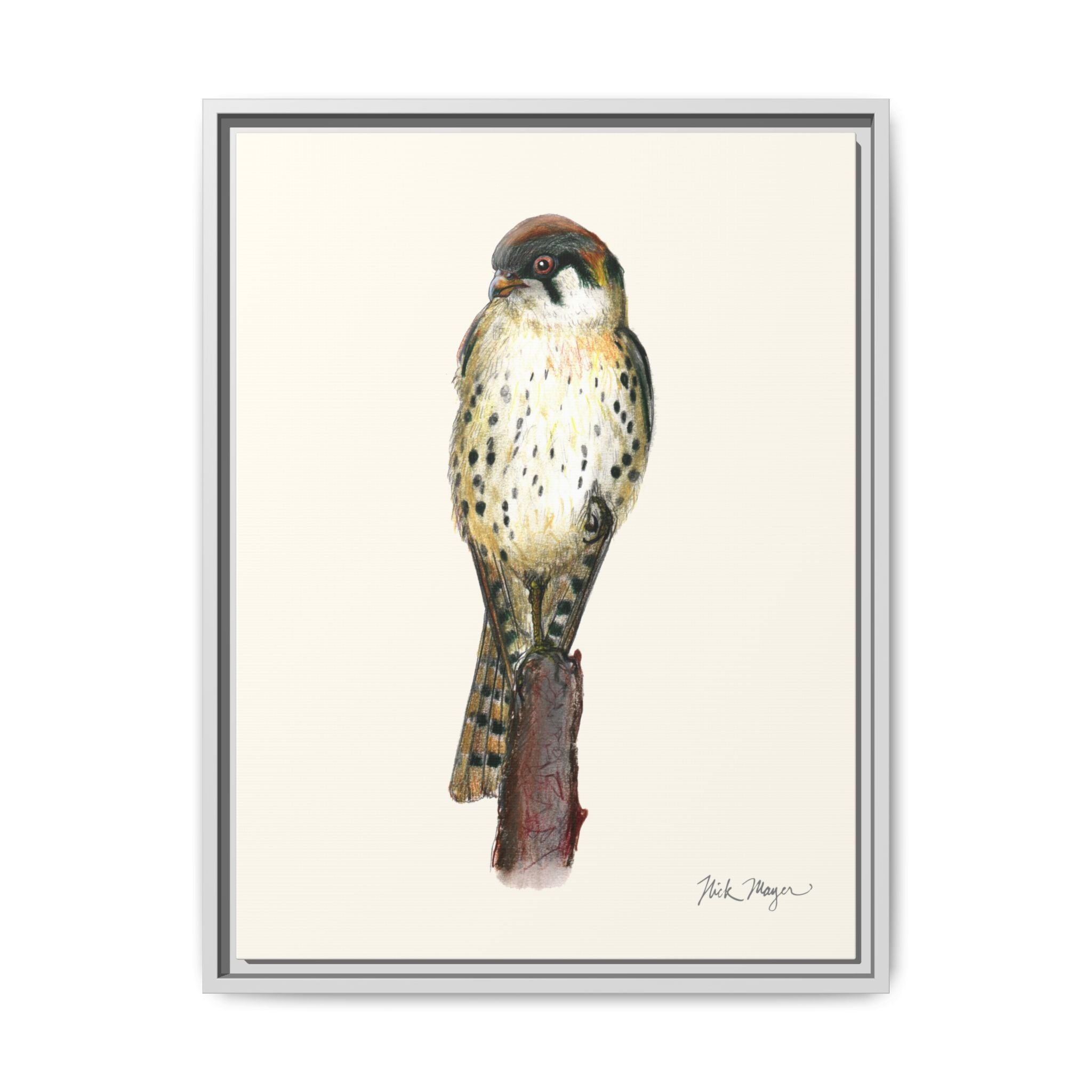 American Kestrel Framed Canvas Print Printify