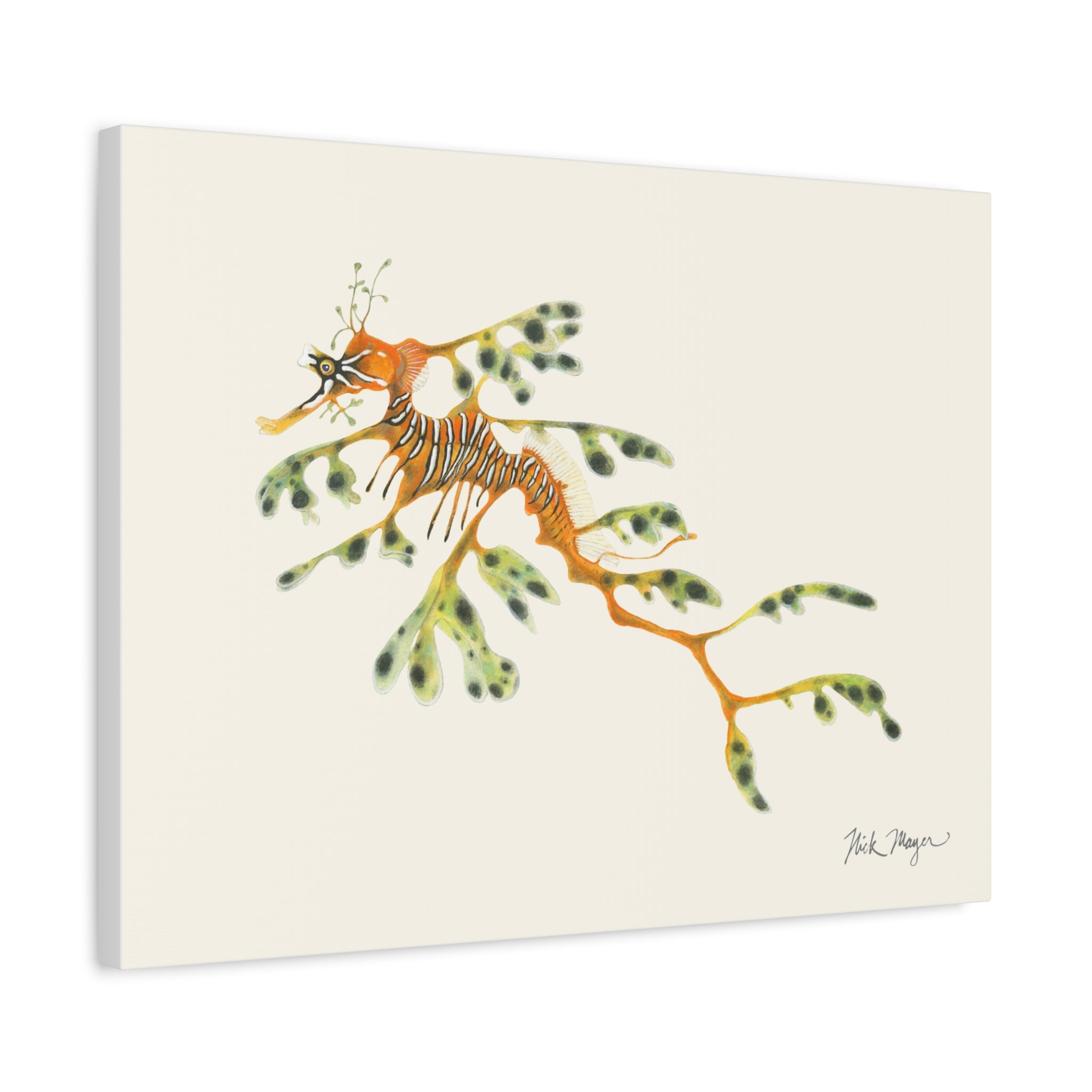 Leafy Sea Dragon Canvas Print