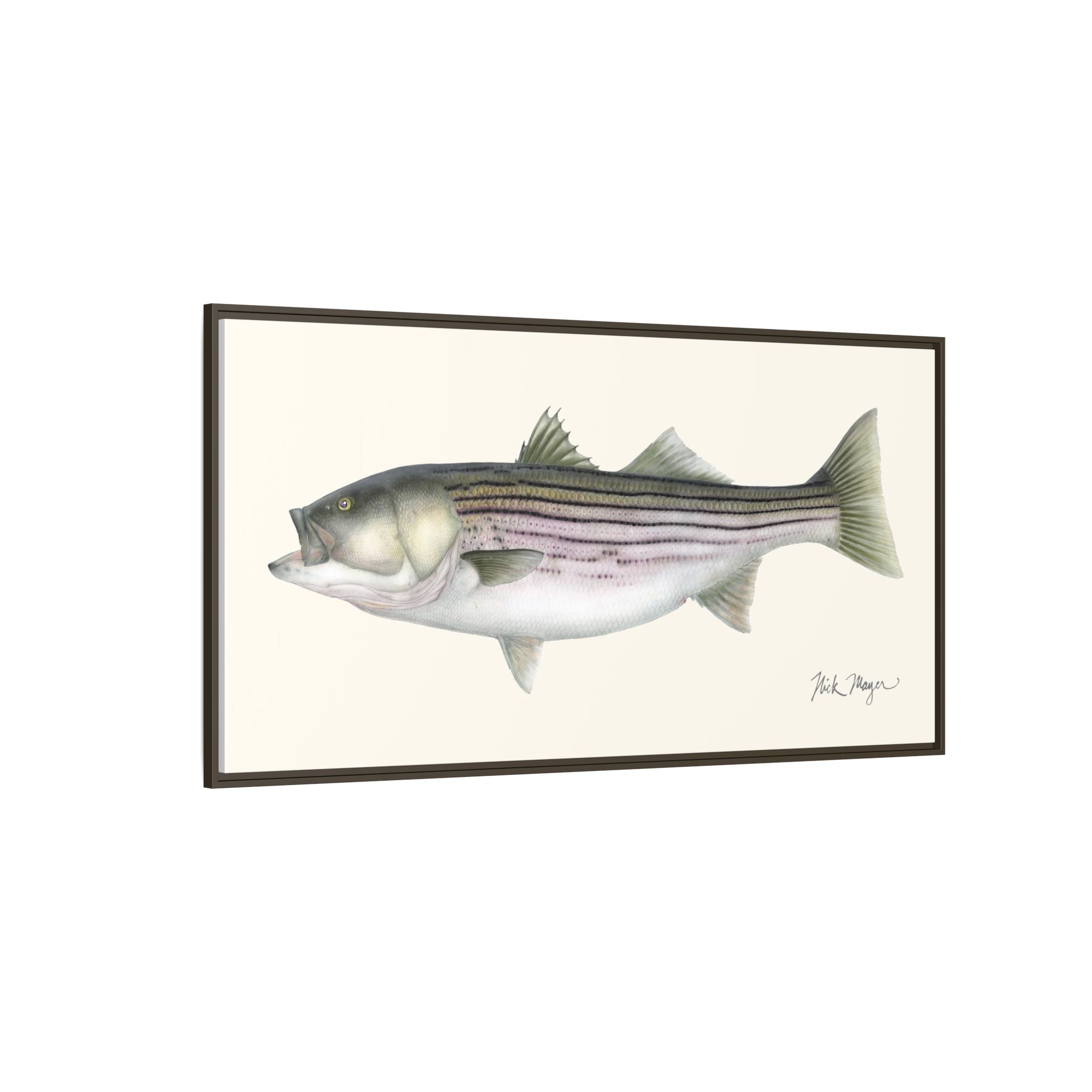 Striped Bass, 30 lbs Framed Canvas Print