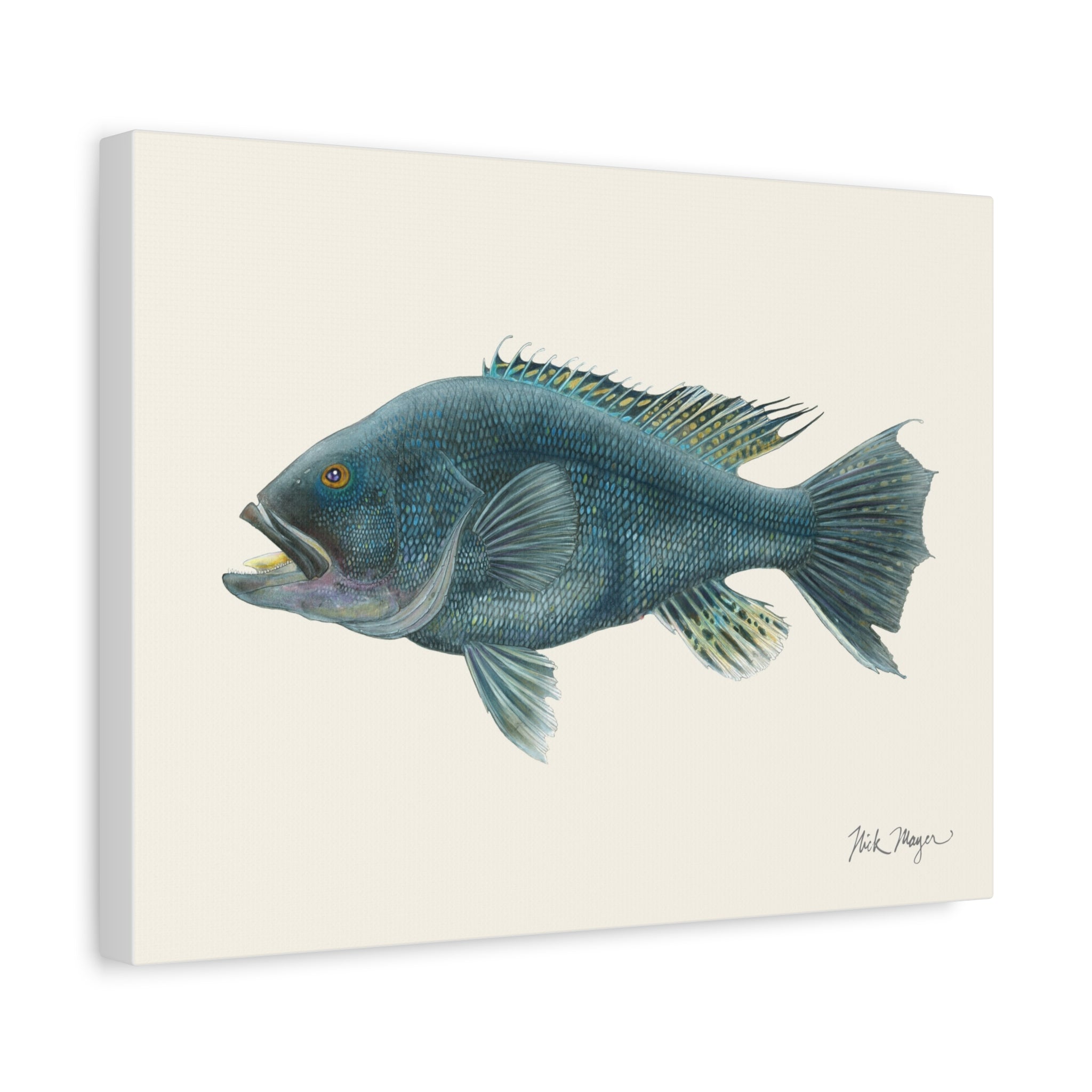 Black Sea Bass Canvas Print
