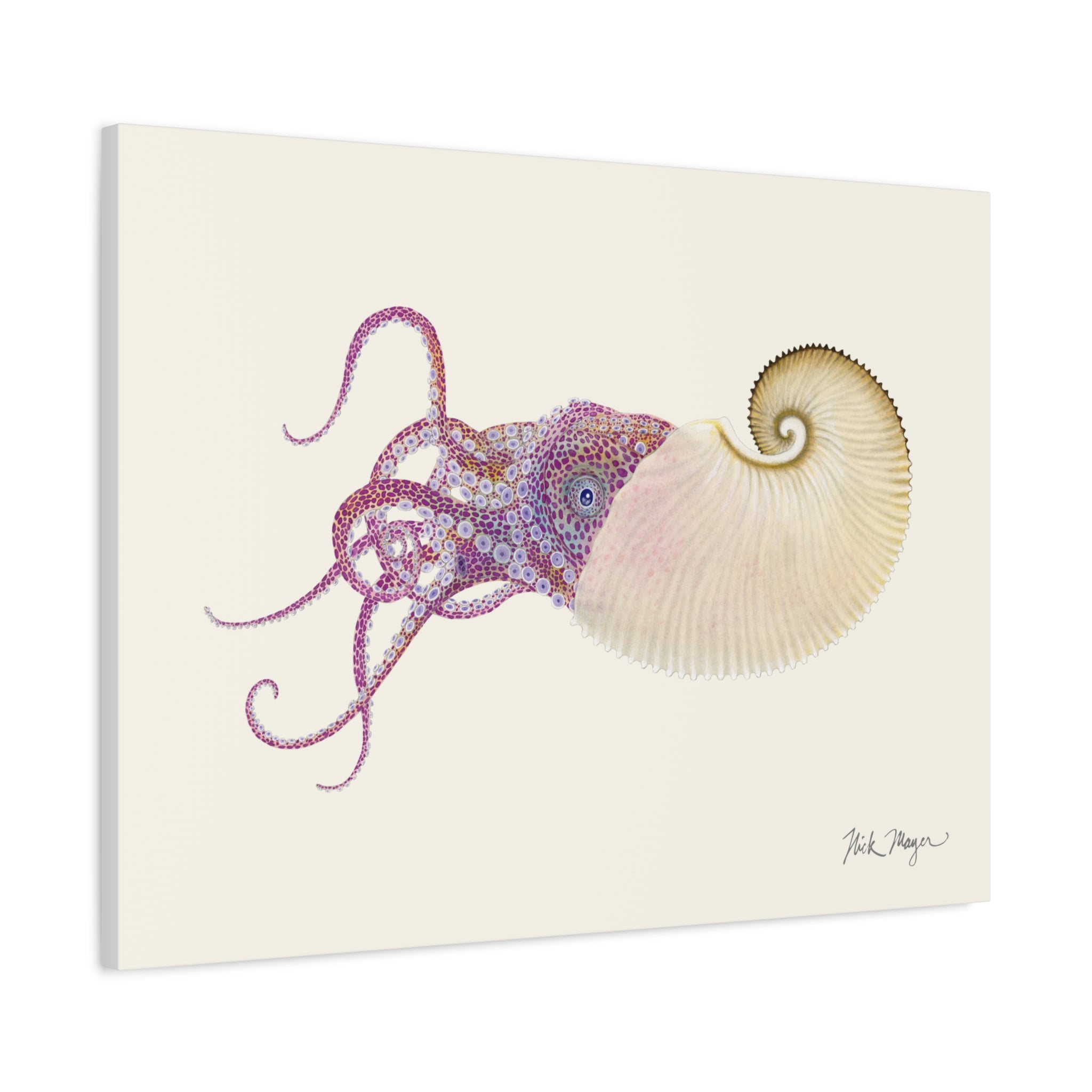 Paper Nautilus Canvas Print