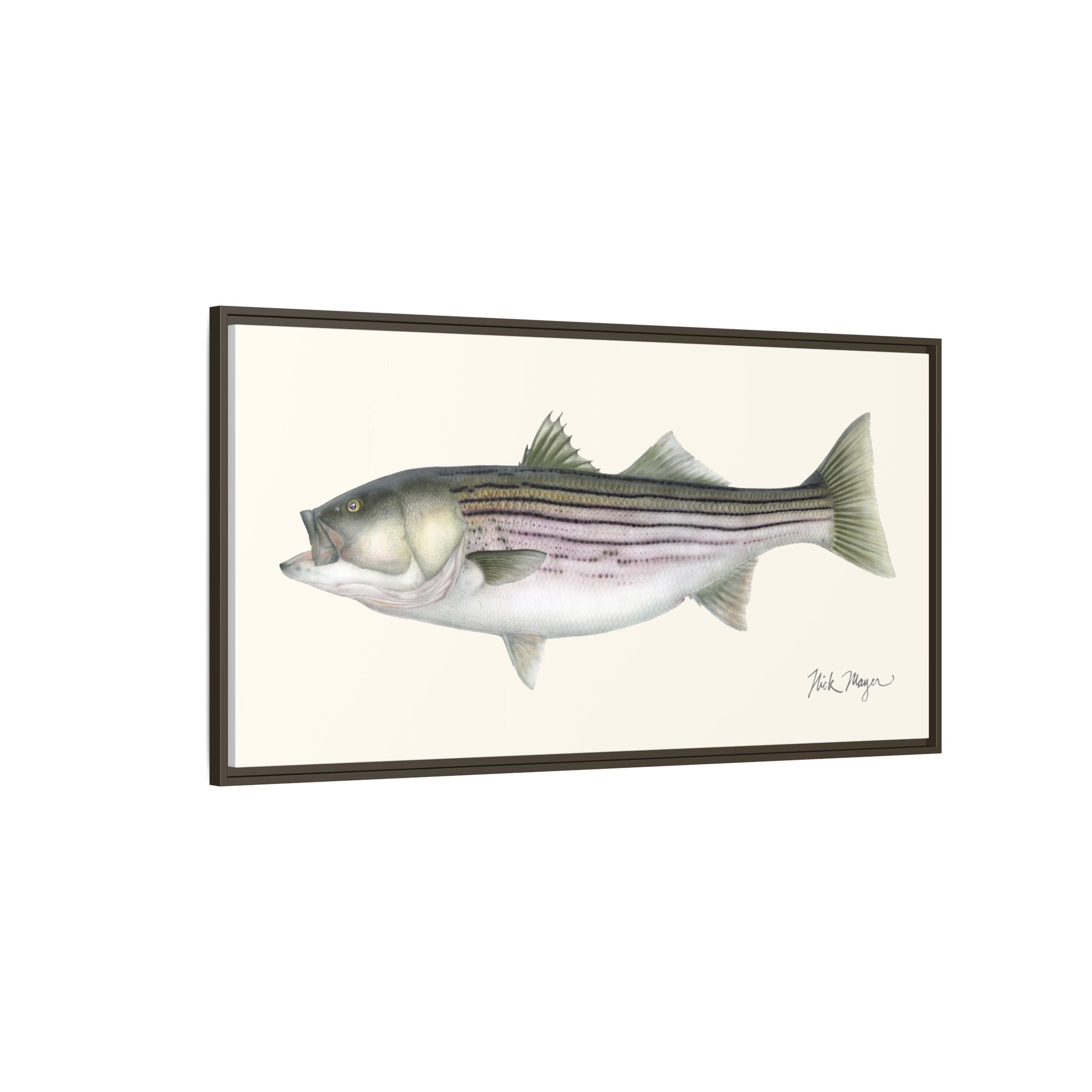 Striped Bass, 30 lbs Framed Canvas Print Printify