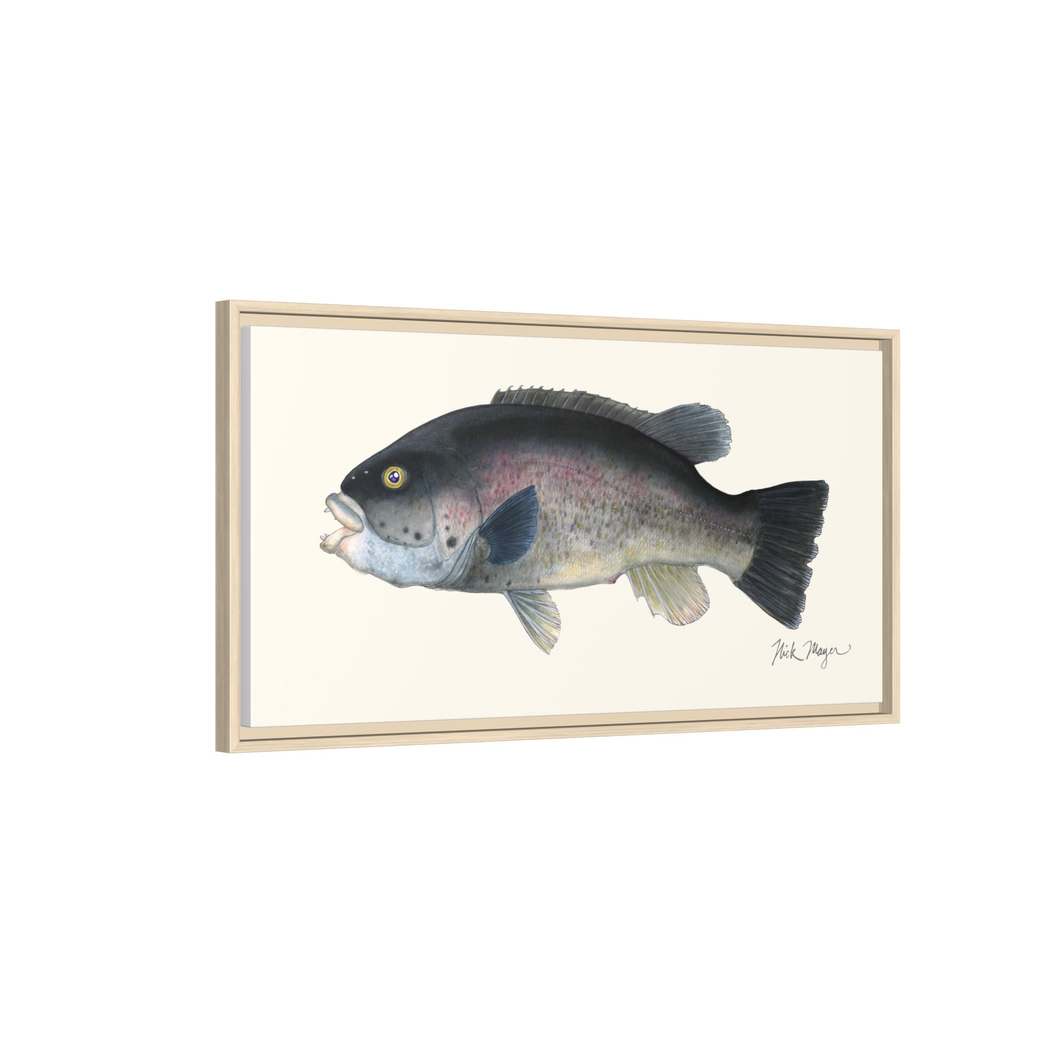 Tautog / Blackfish Framed Canvas Print Printify