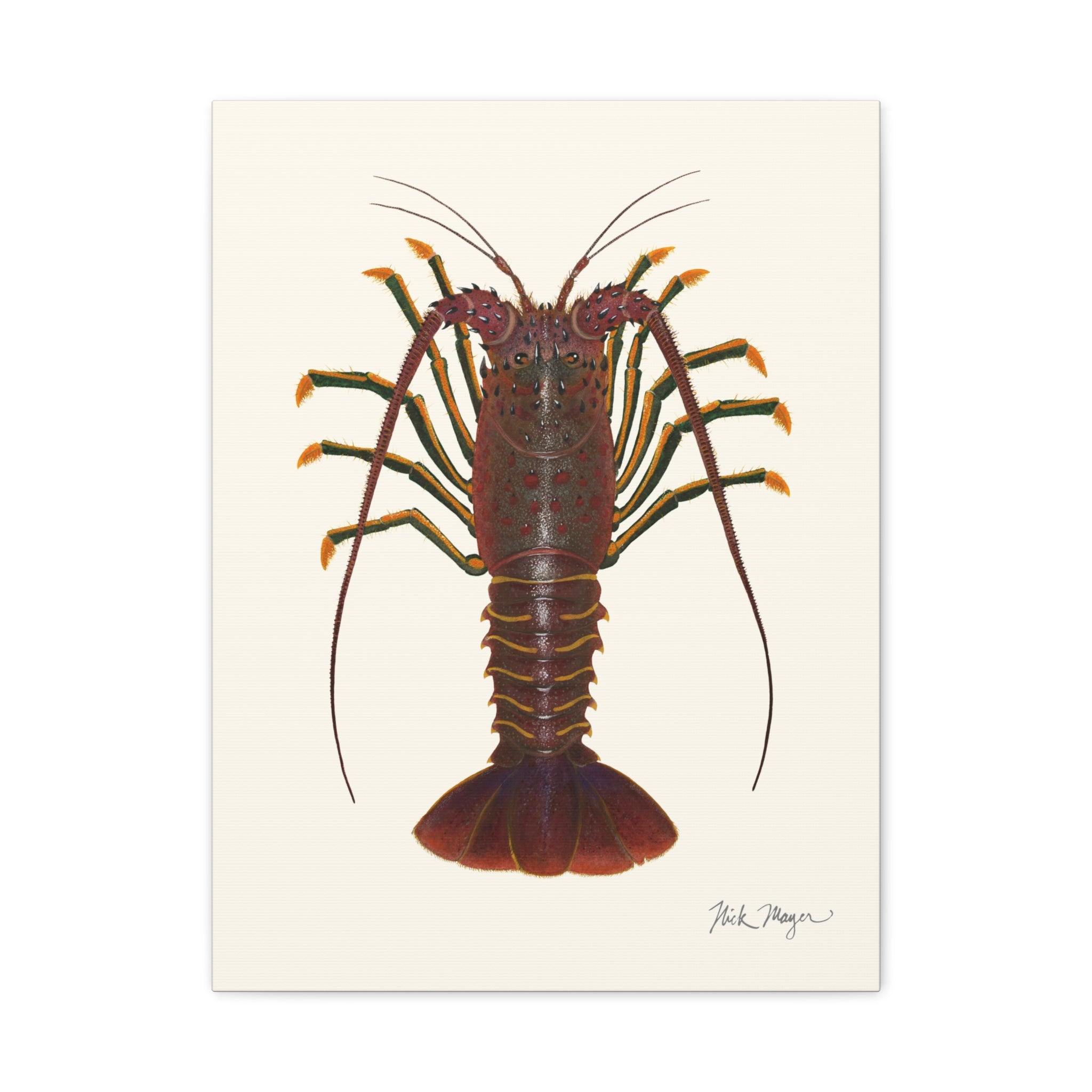 Spiny Lobster Canvas Print