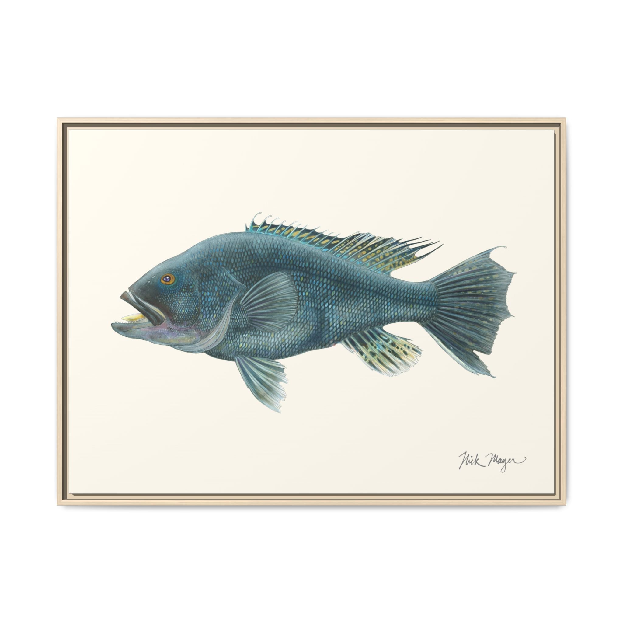 Black Sea Bass Framed Canvas Print Printify