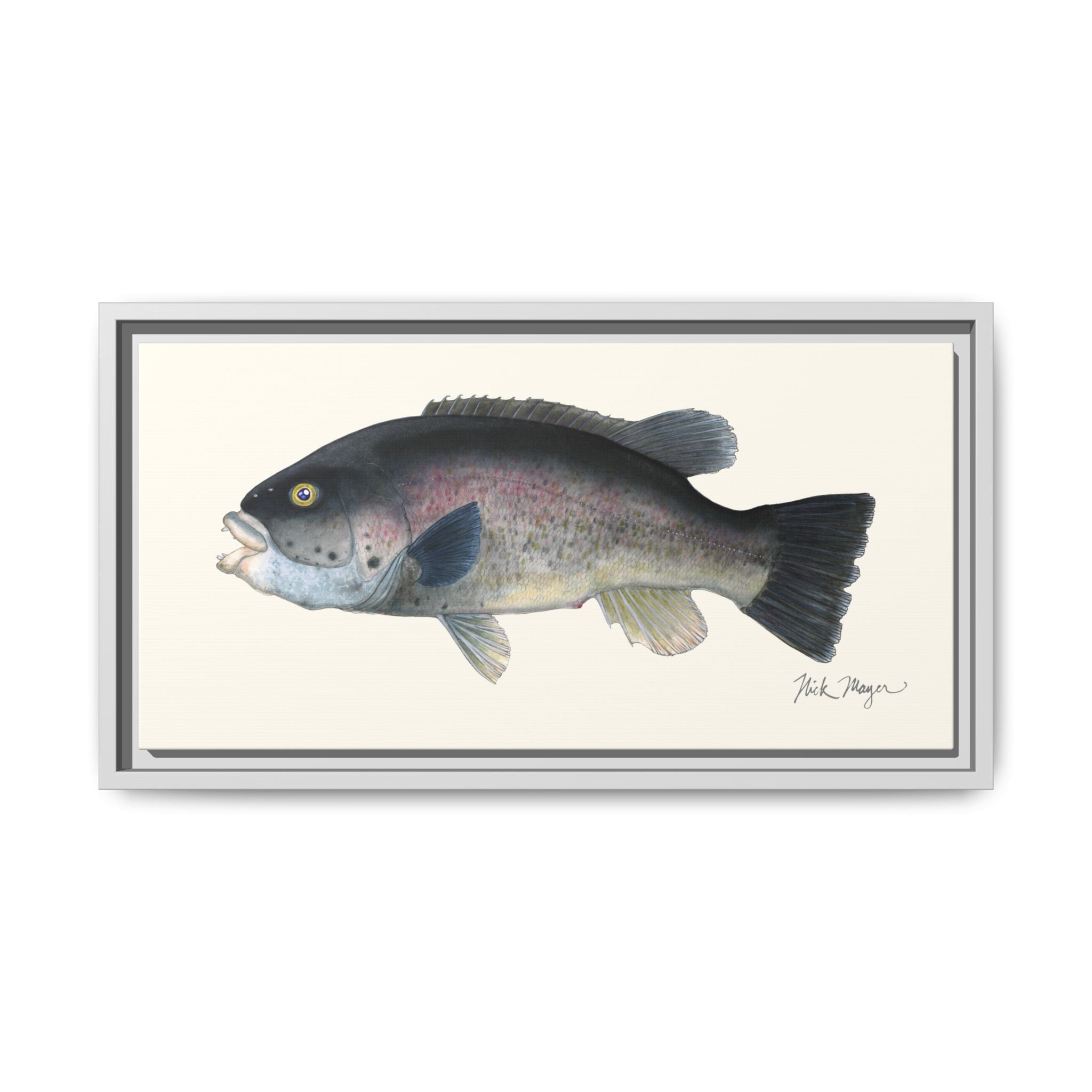 Tautog / Blackfish Framed Canvas Print Printify