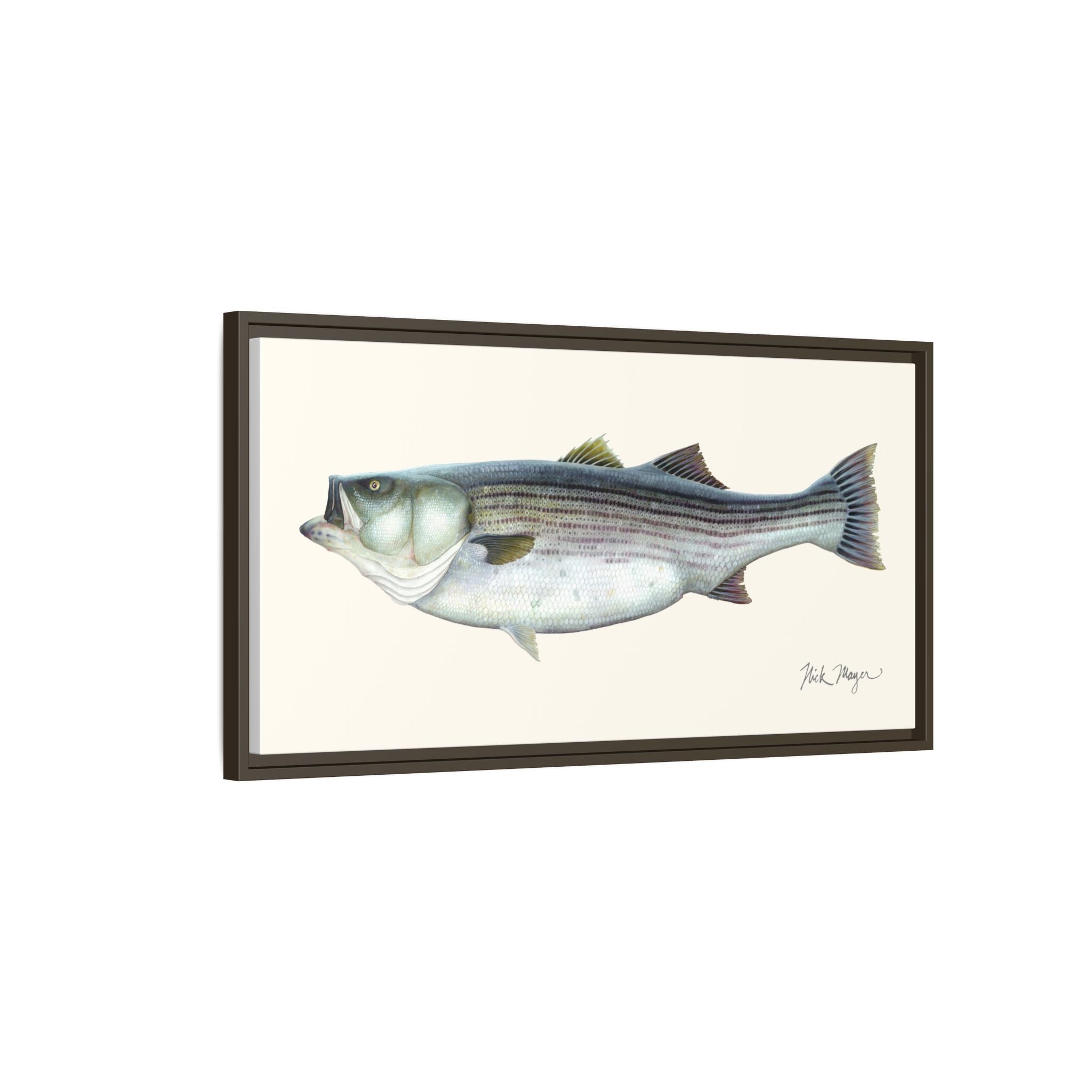 Striped Bass, 60 lbs Framed Canvas Print Printify