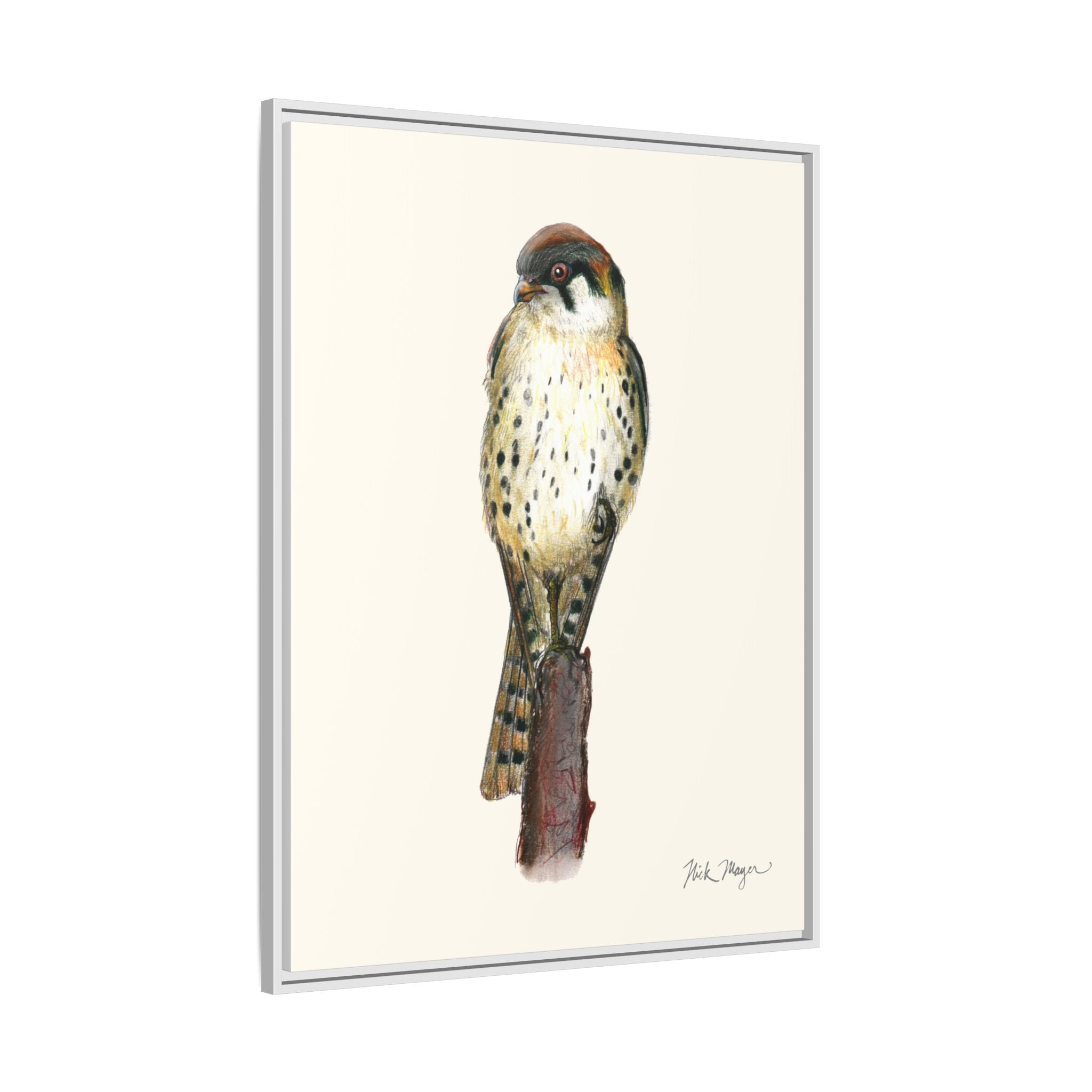 American Kestrel Framed Canvas Print Printify