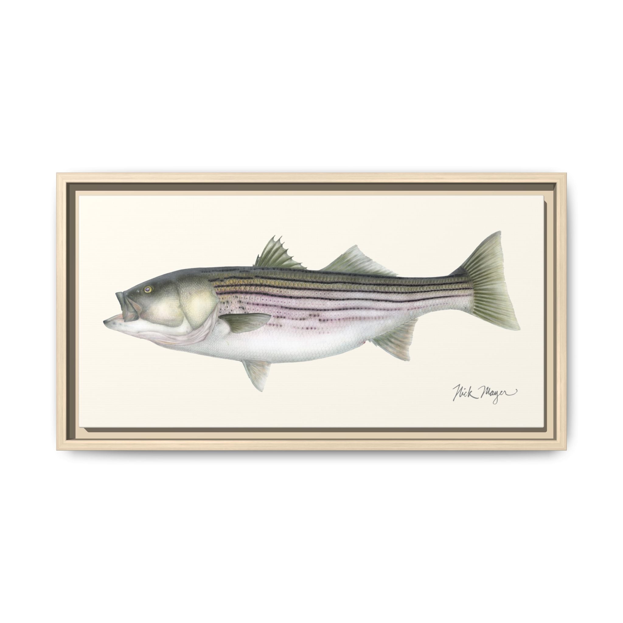 Striped Bass, 30 lbs Framed Canvas Print Printify