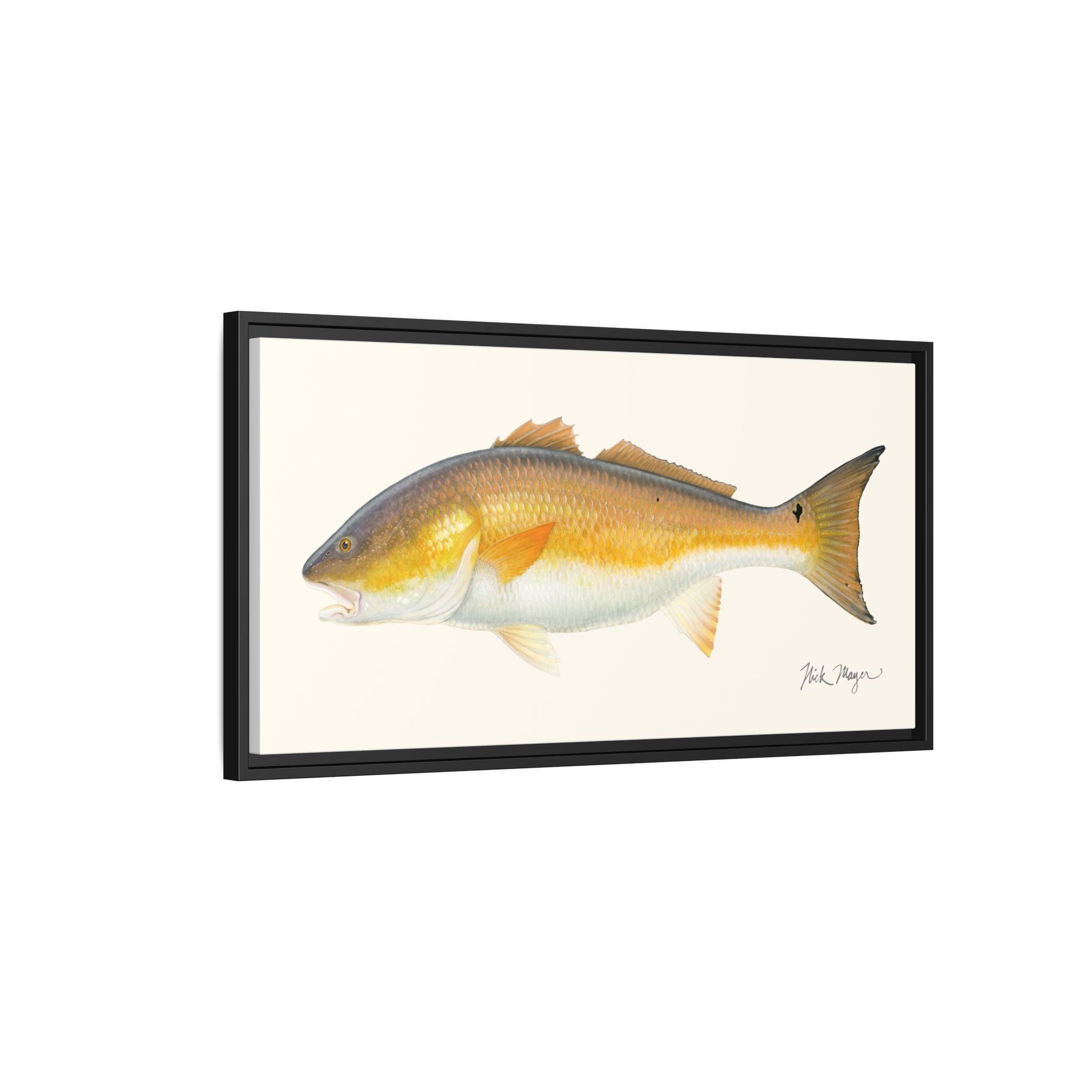 Bull Redfish Framed Canvas Print Printify