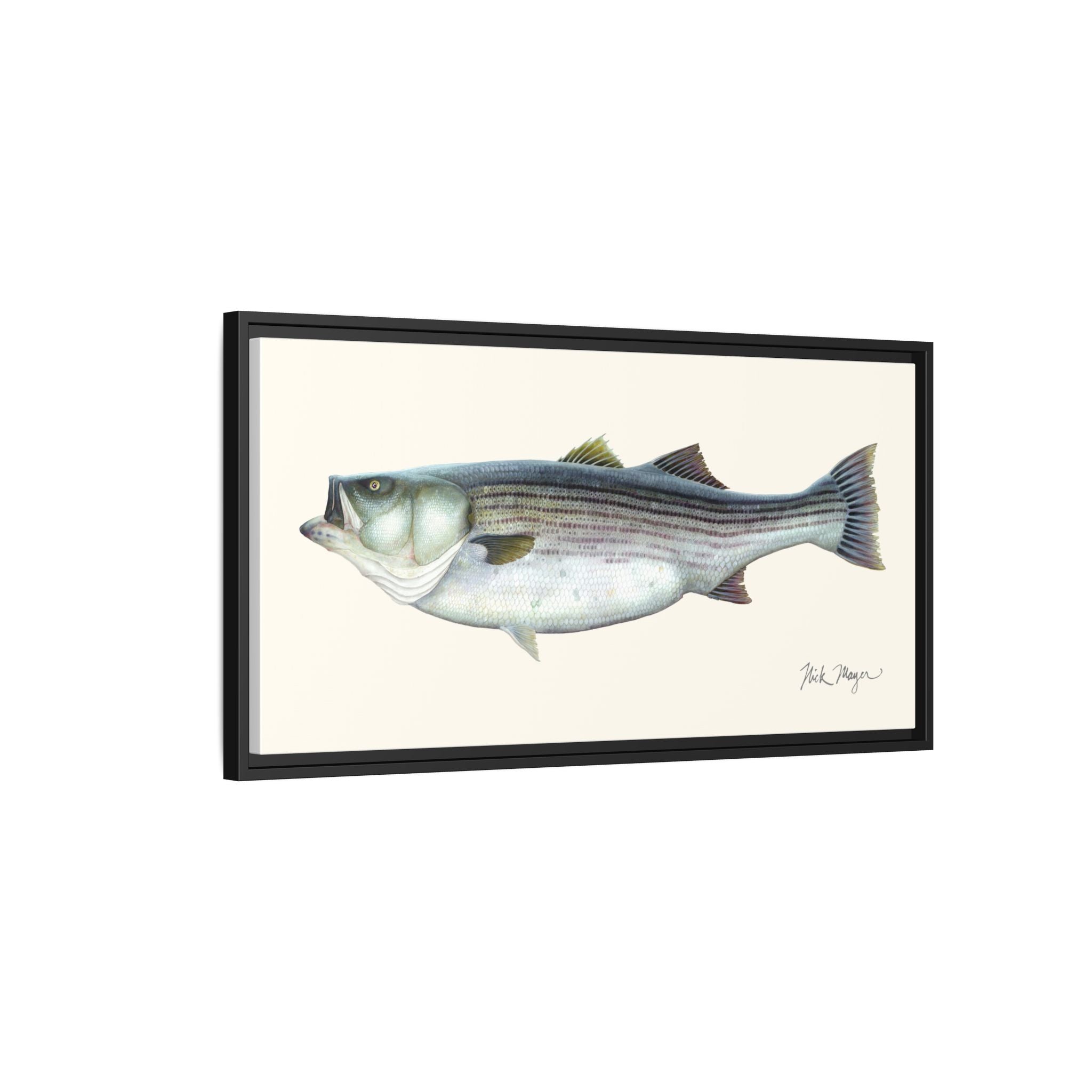 Striped Bass, 60 lbs Framed Canvas Print Printify