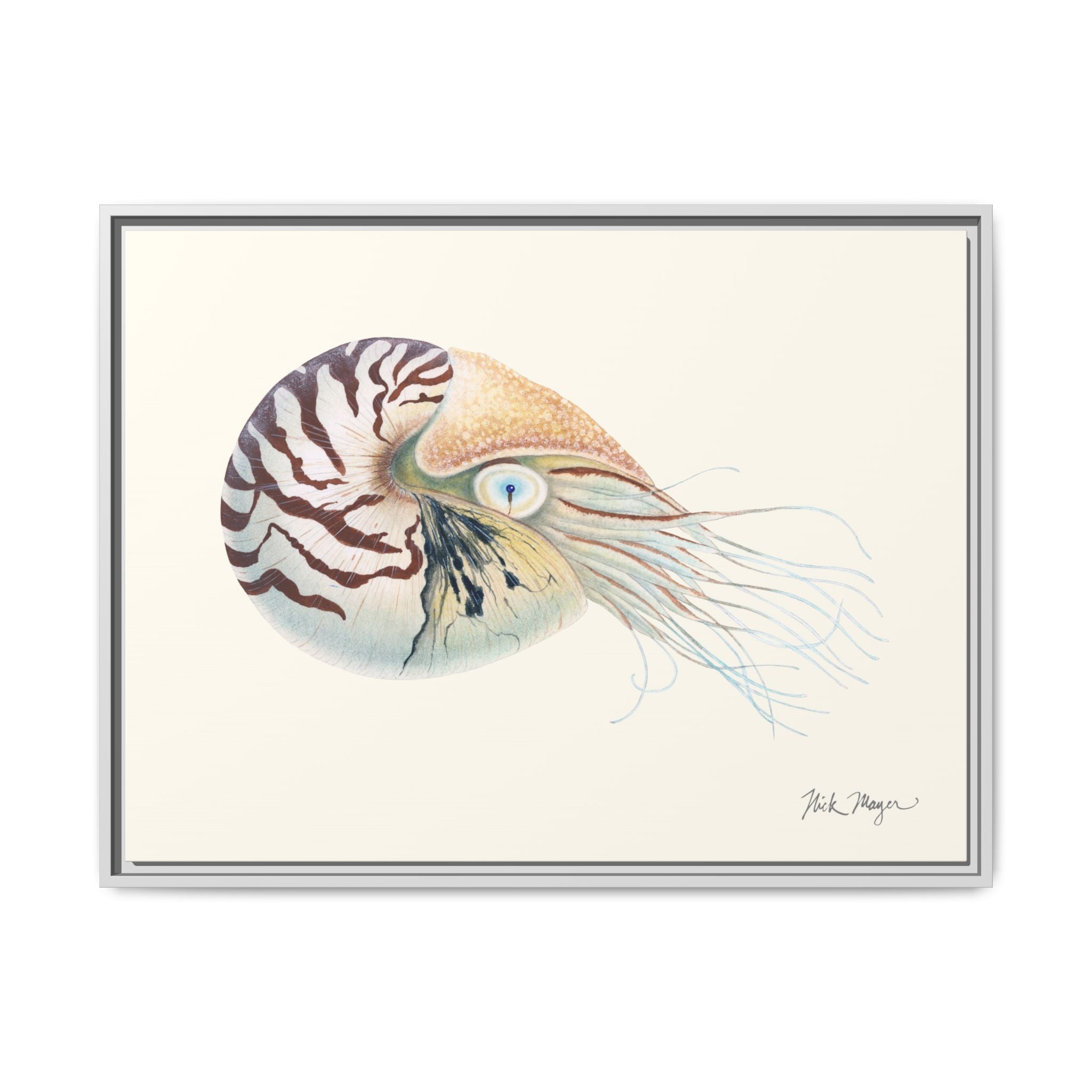 Chambered Nautilus Framed Canvas Print Printify